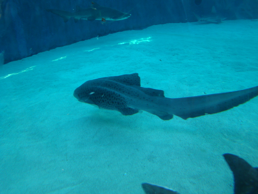 Aquarium of the Pacific