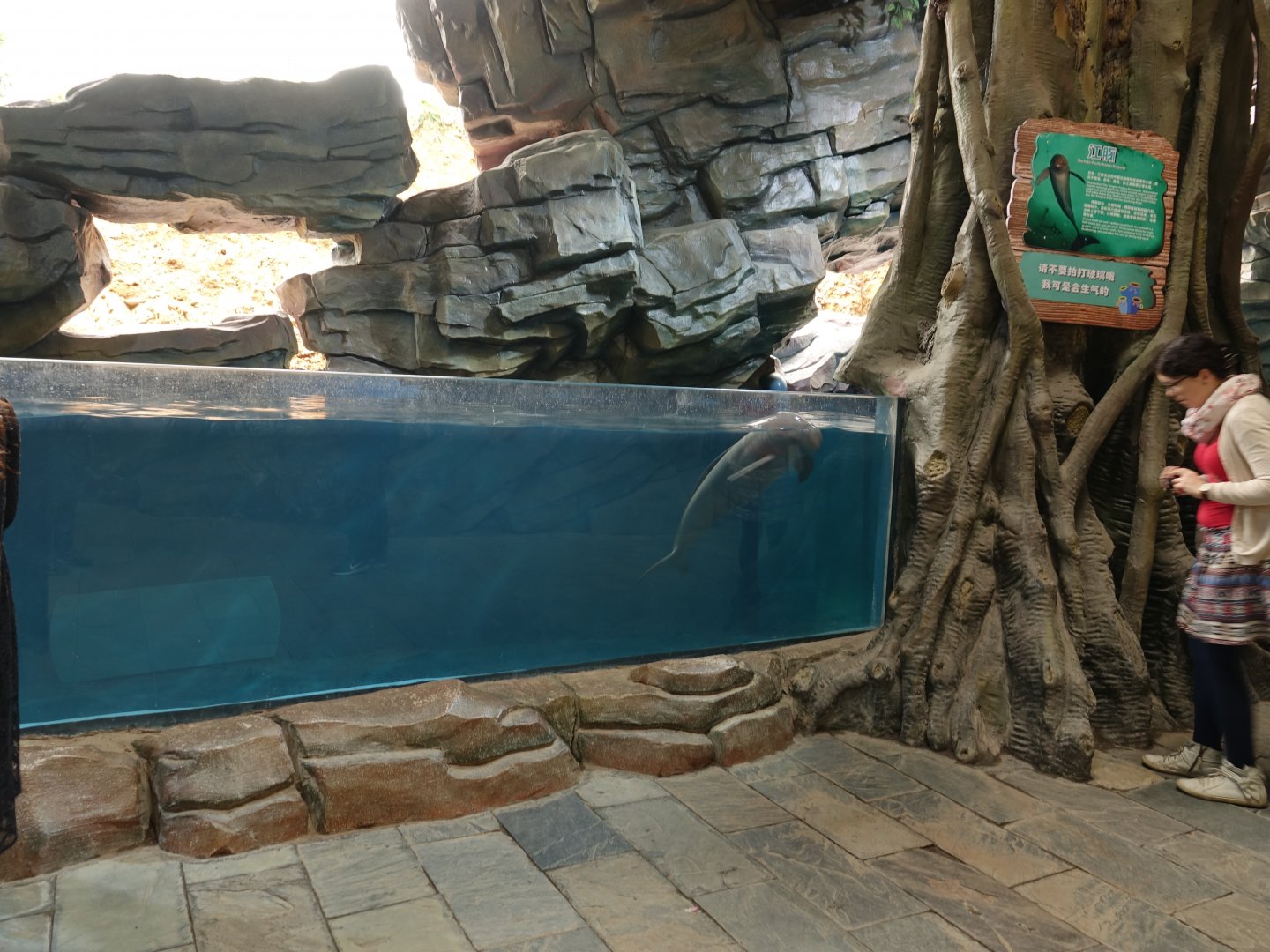 Aquarium of Yangtze Finless Porpoise (Neophocaena asiaeorientalis asiaeorientalis)  - 16.04.2018