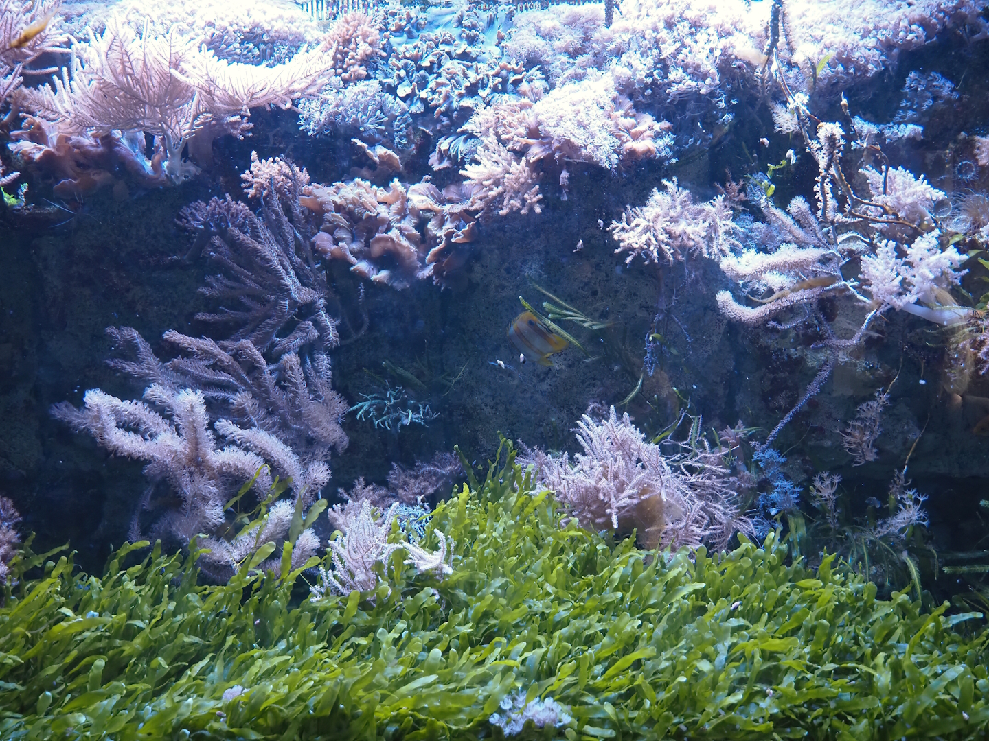 Aquarium - One of the marine tanks, 2024-06-08