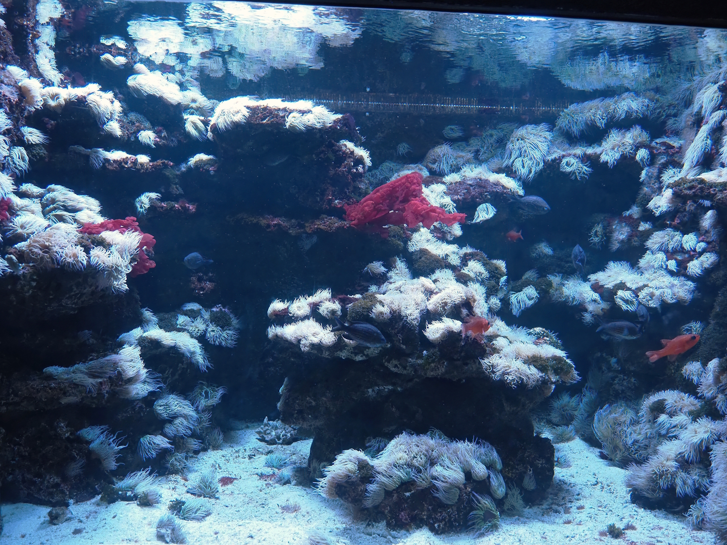 Aquarium - One of the marine tanks, 2024-06-08