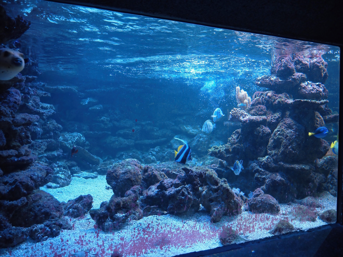 Aquarium - One of the marine tanks, 2024-06-08
