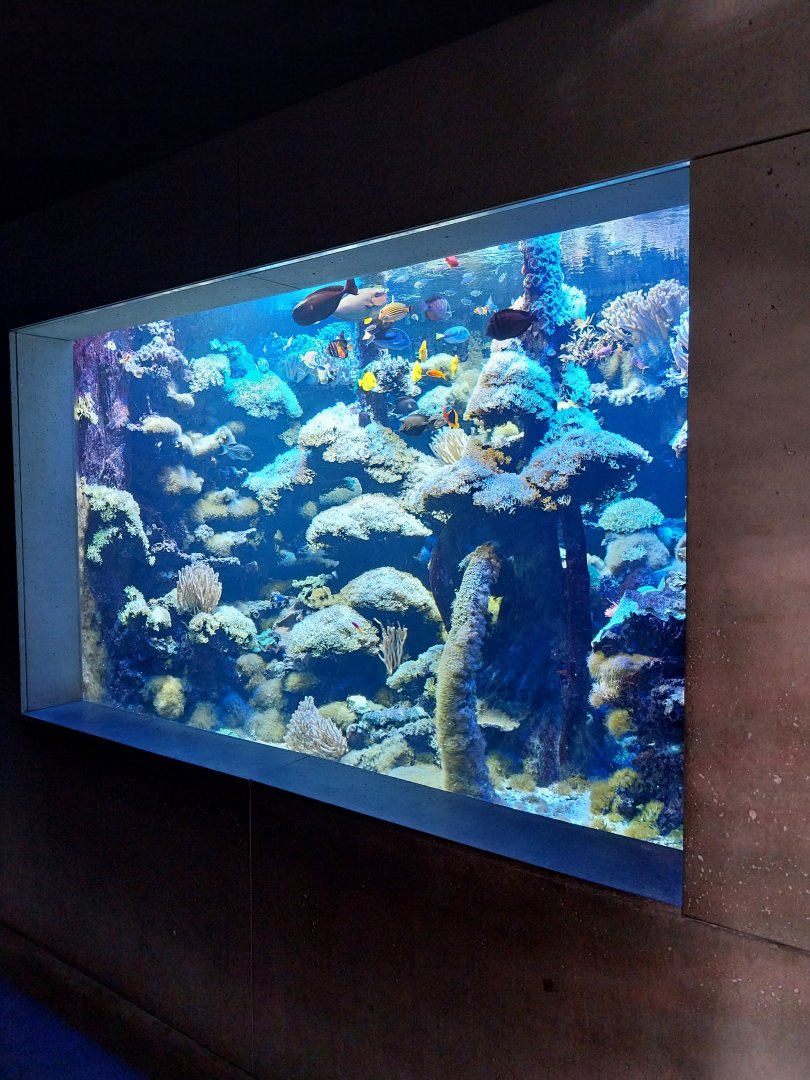 Aquarium - Pacific Ocean Coral aquarium