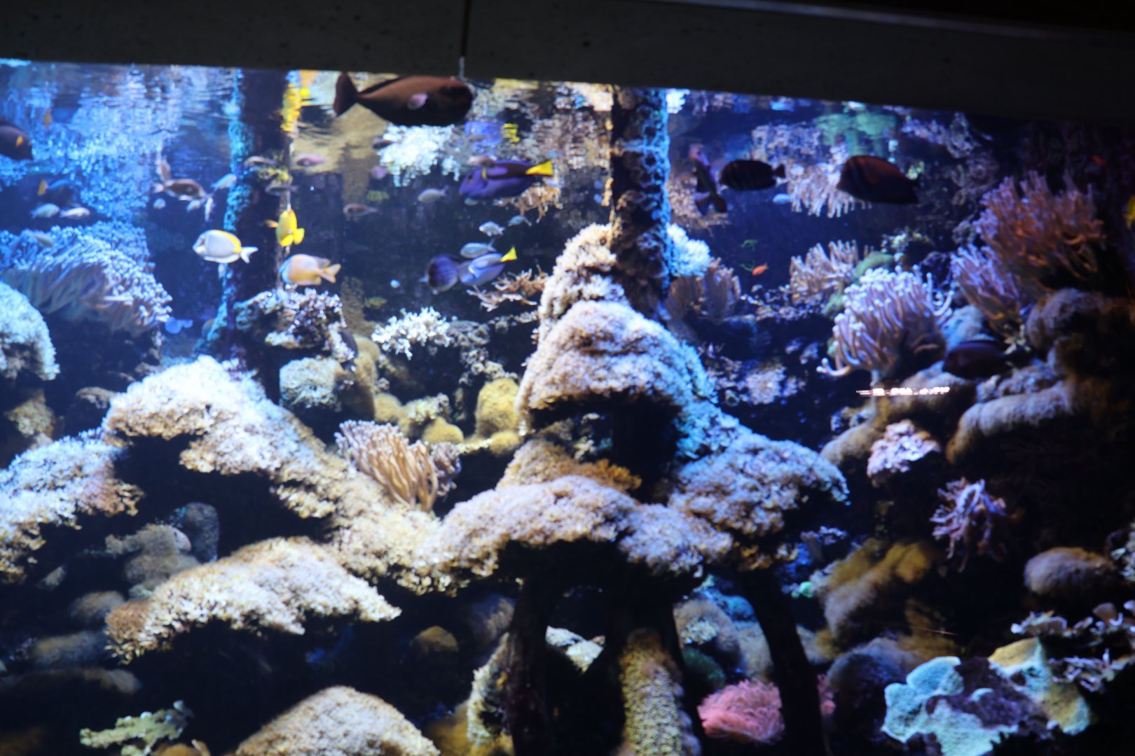 Aquarium - Pacific Ocean Coral aquarium