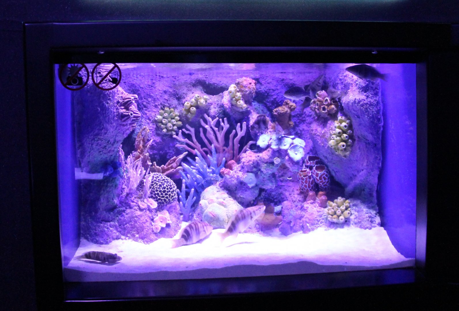 Aquarium Painted comber