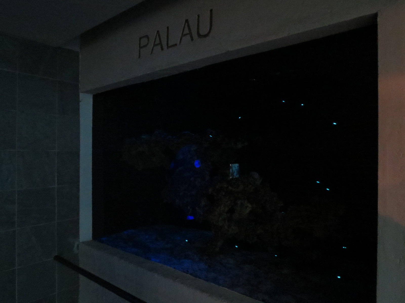 Aquarium - Palau Exhibit
