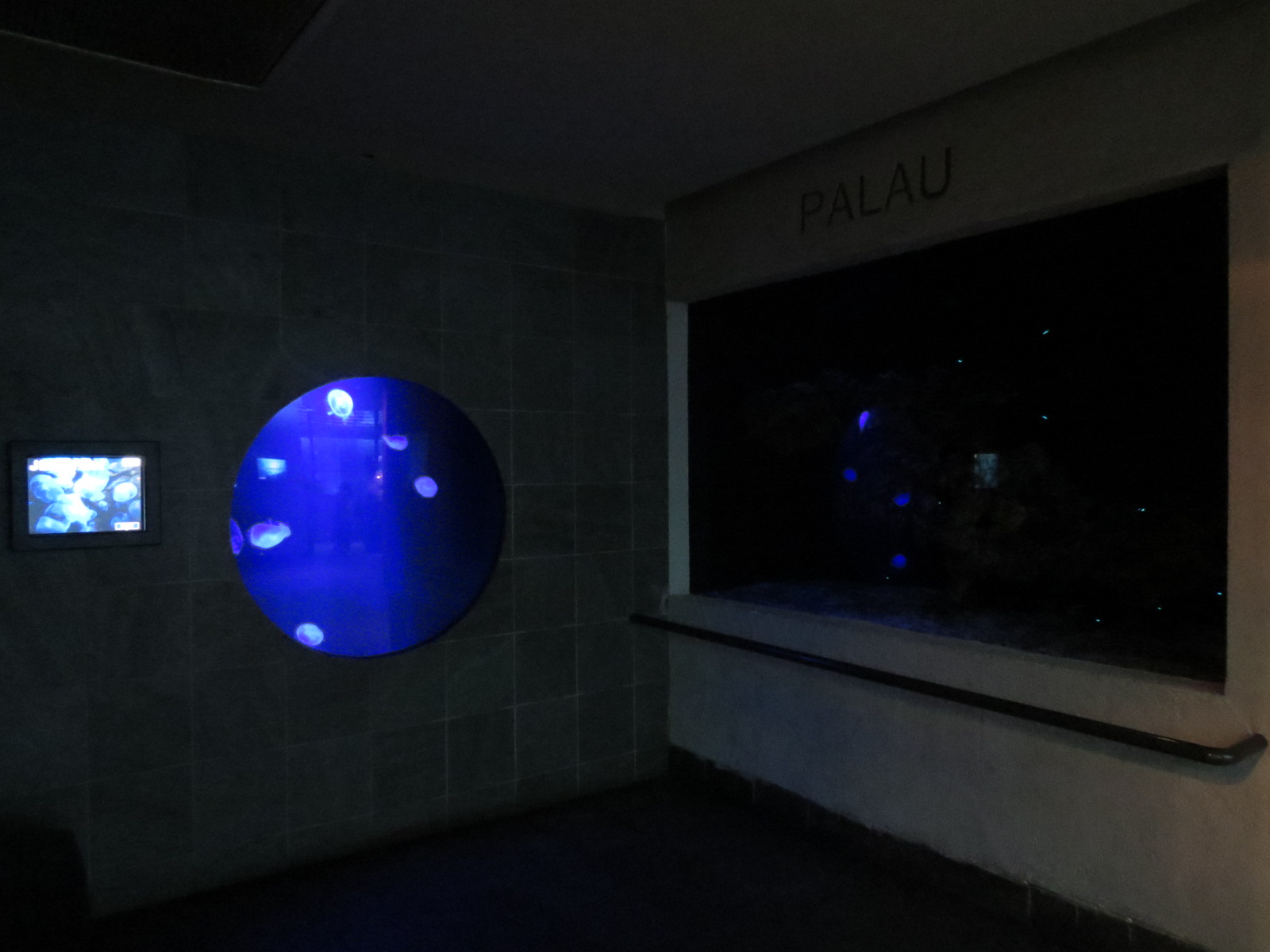 Aquarium - Palau Exhibits