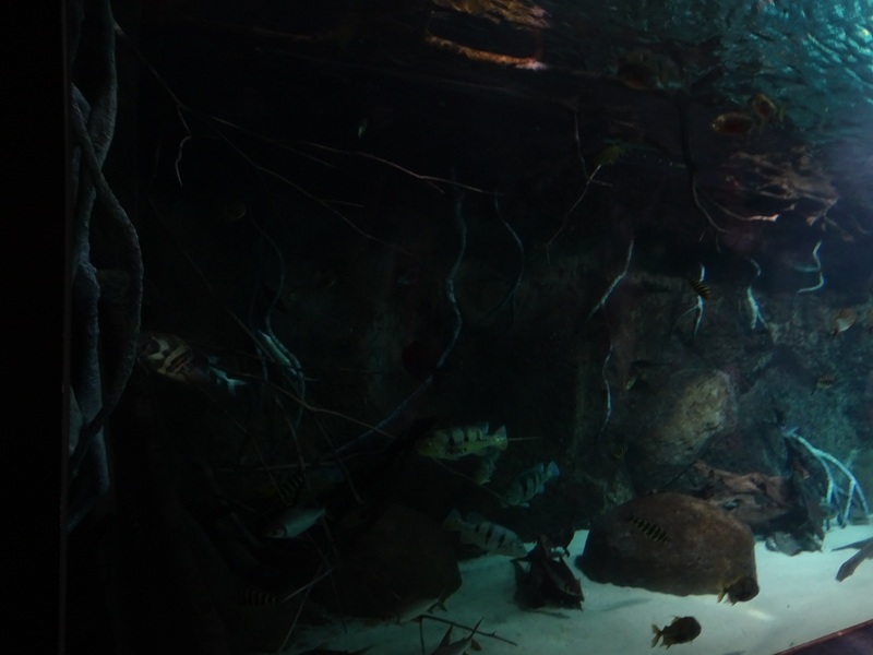 Aquarium: Panorama-becken (species list in comments)