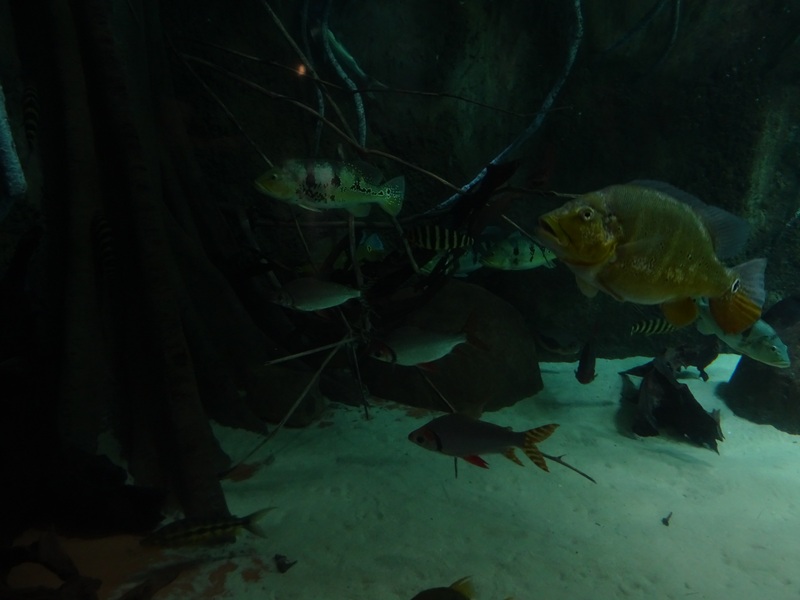 Aquarium: Panorama-becken (species list in comments)