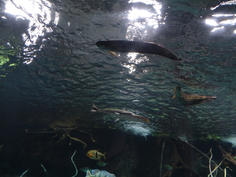 Aquarium: Panorama-becken (species list in comments)