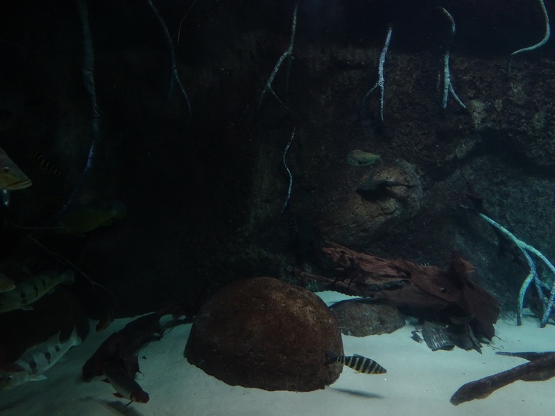 Aquarium: Panorama-becken (species list in comments)