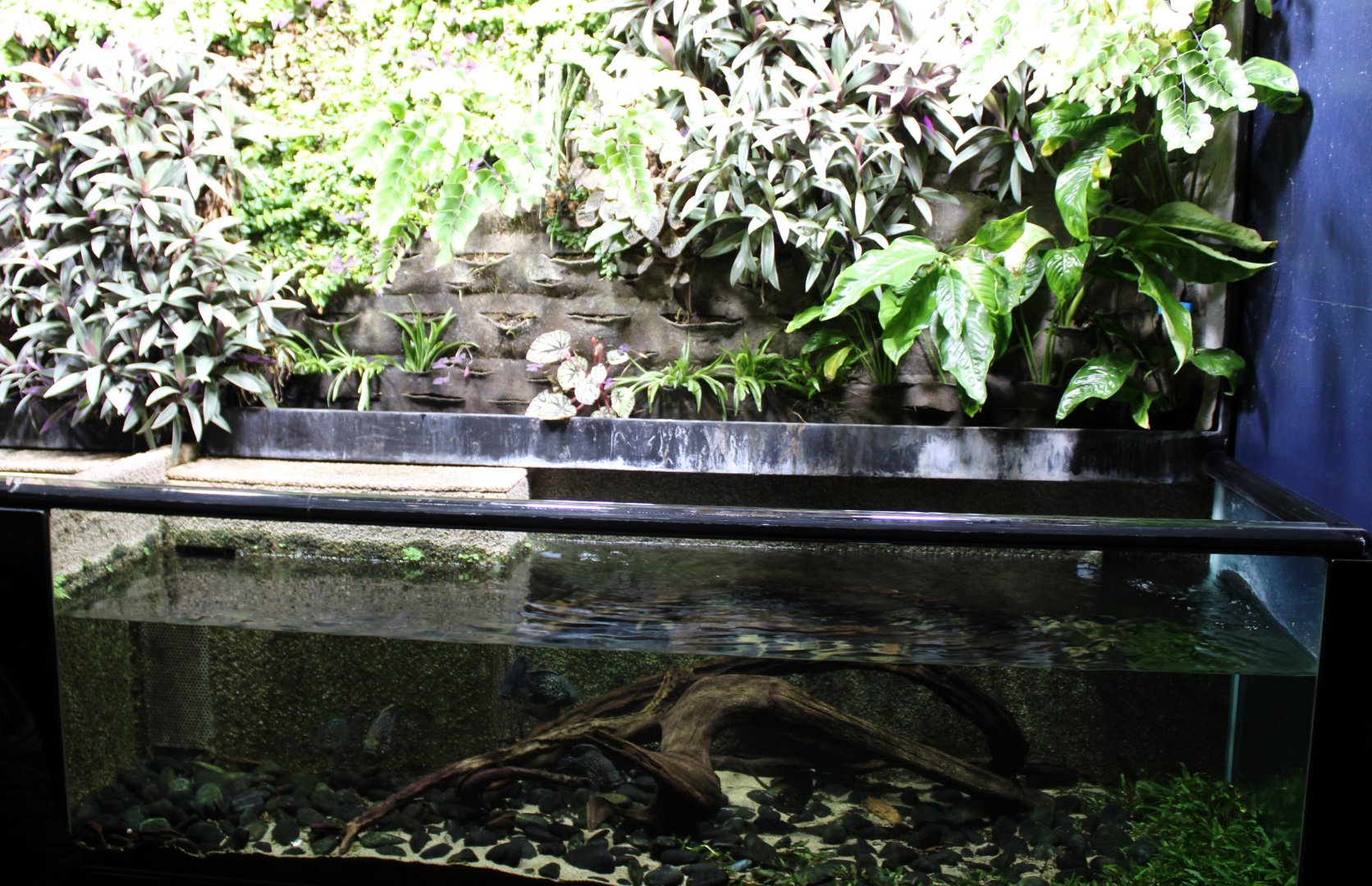 Aquarium Paratilapia polleni