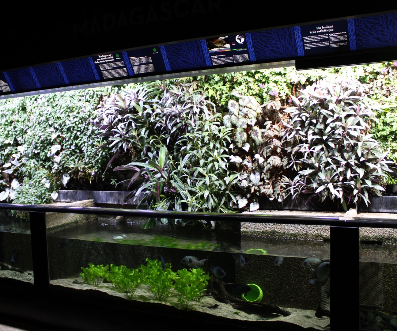 Aquarium Paretroplus menarambo