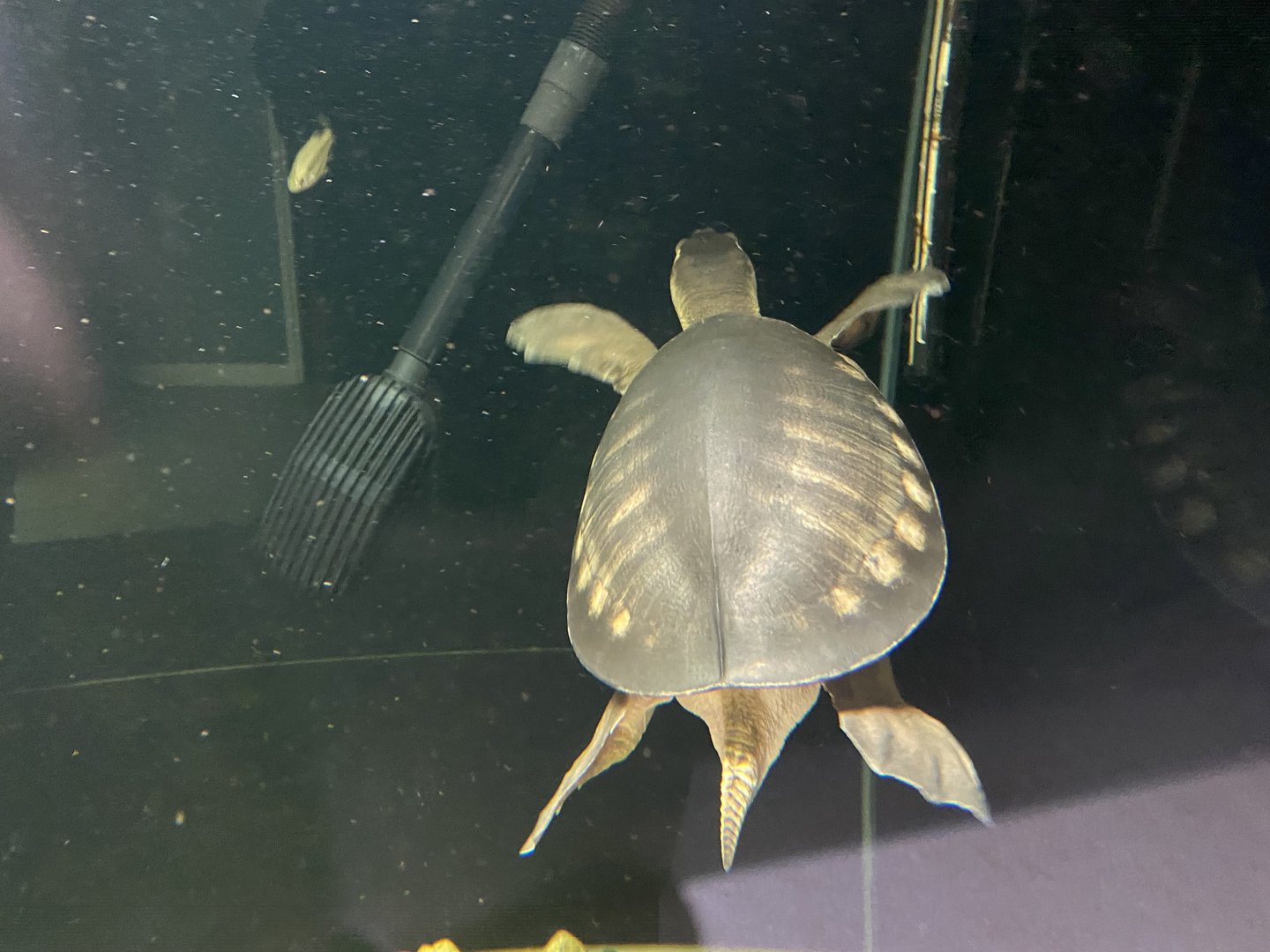 Aquarium - Pig-nosed or Fly River turtle 231022