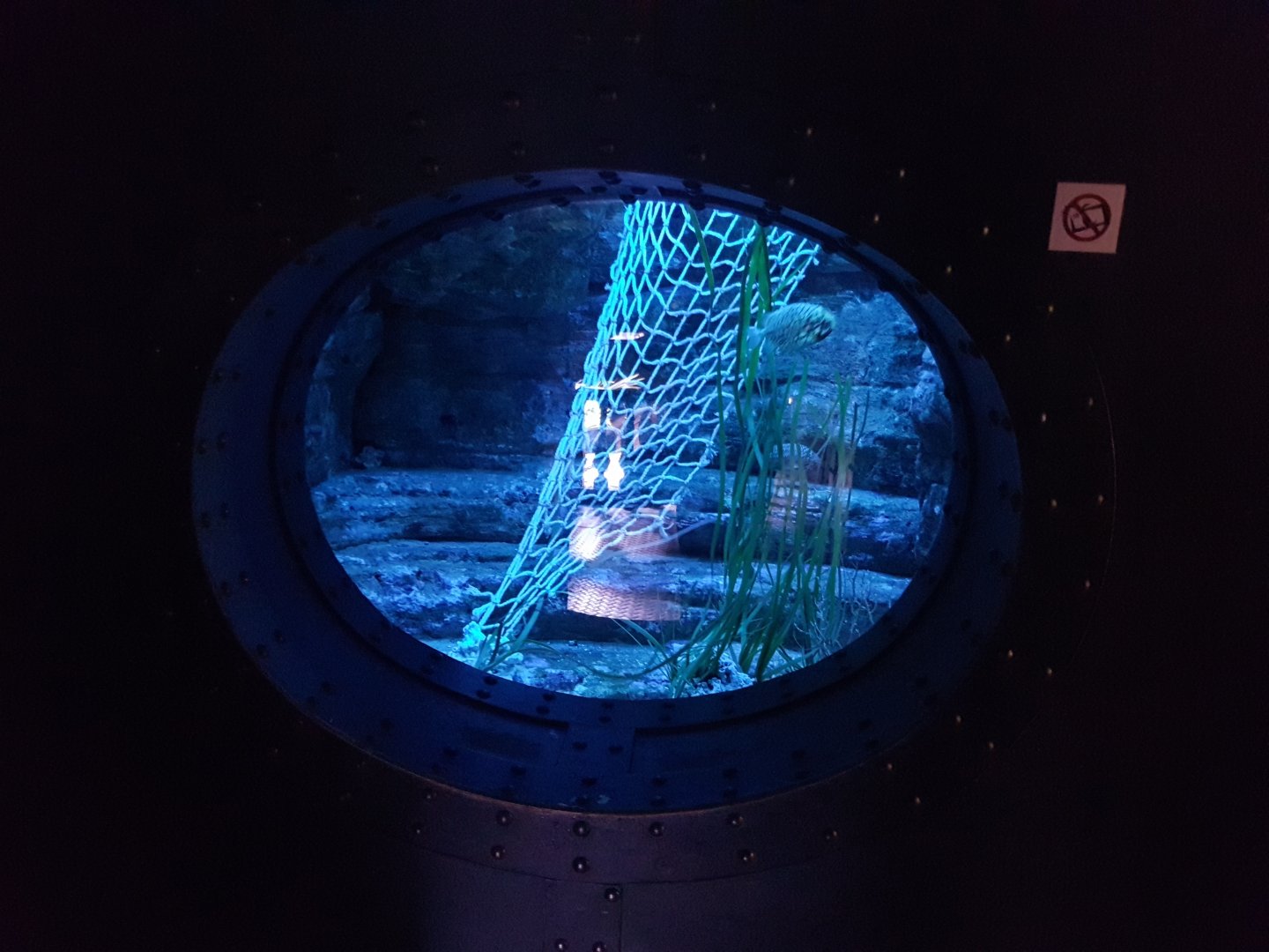 Aquarium Pineconefish