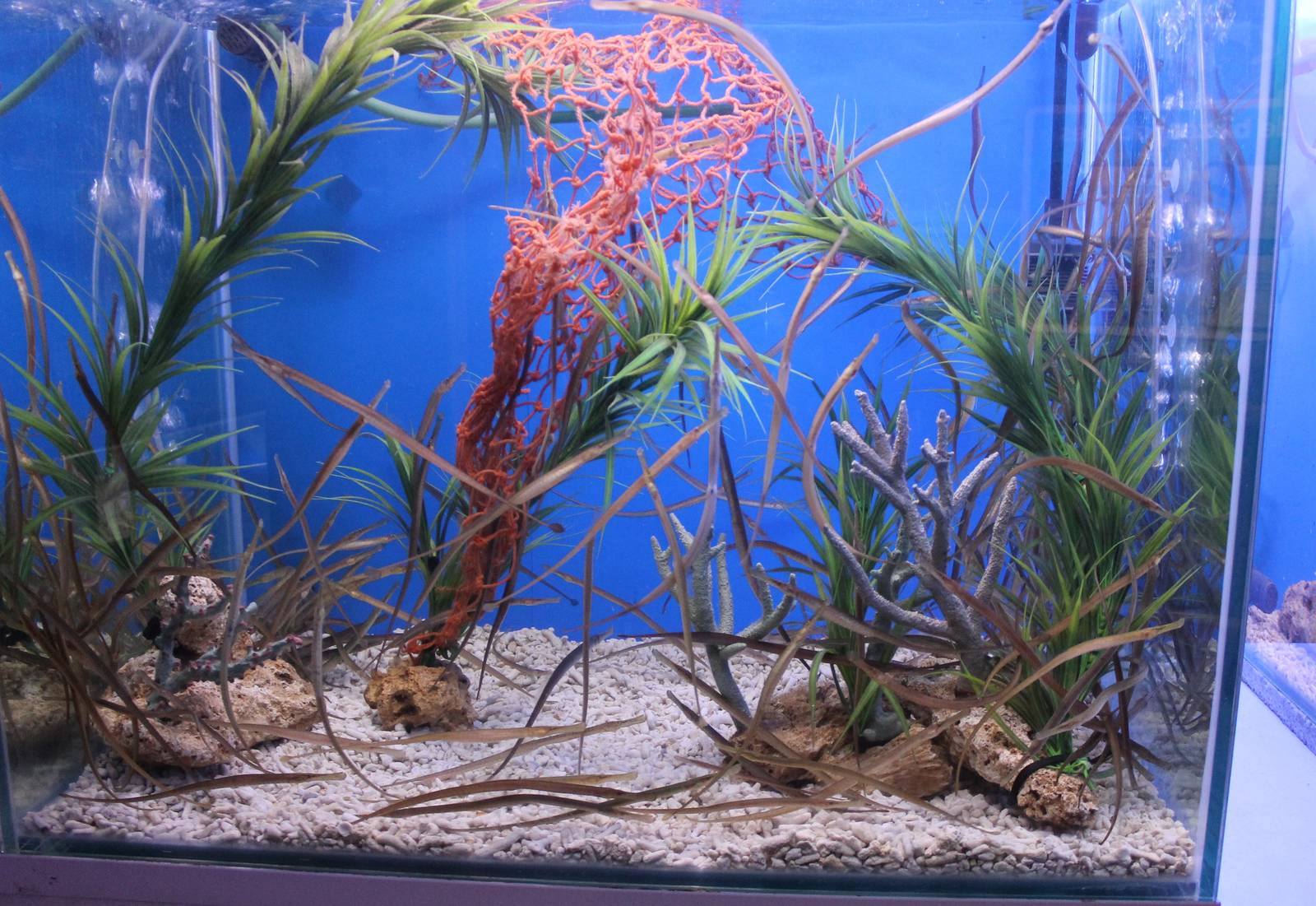 Aquarium Pipefish Syngnathus acus