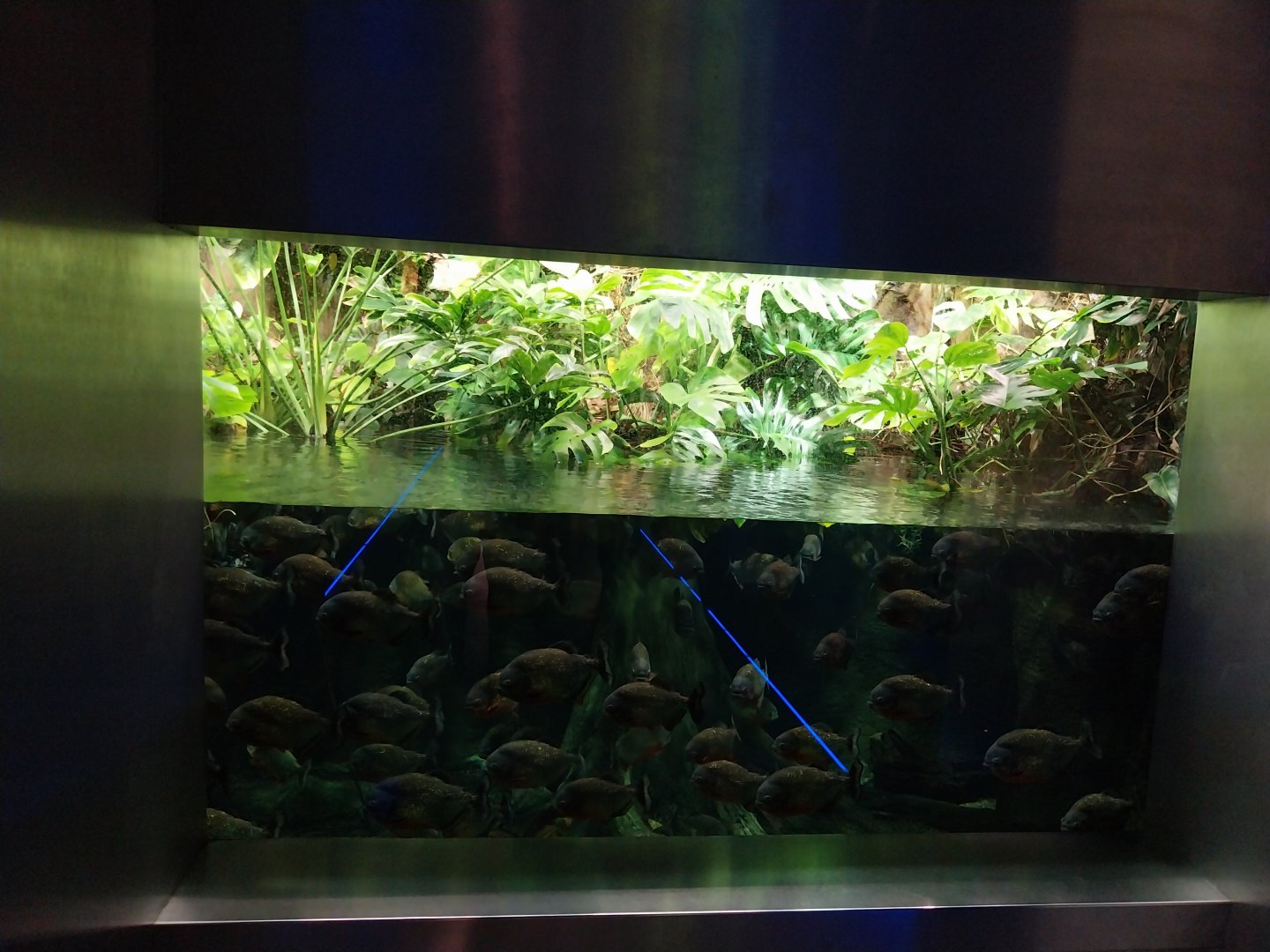 Aquarium - Piranha aquarium