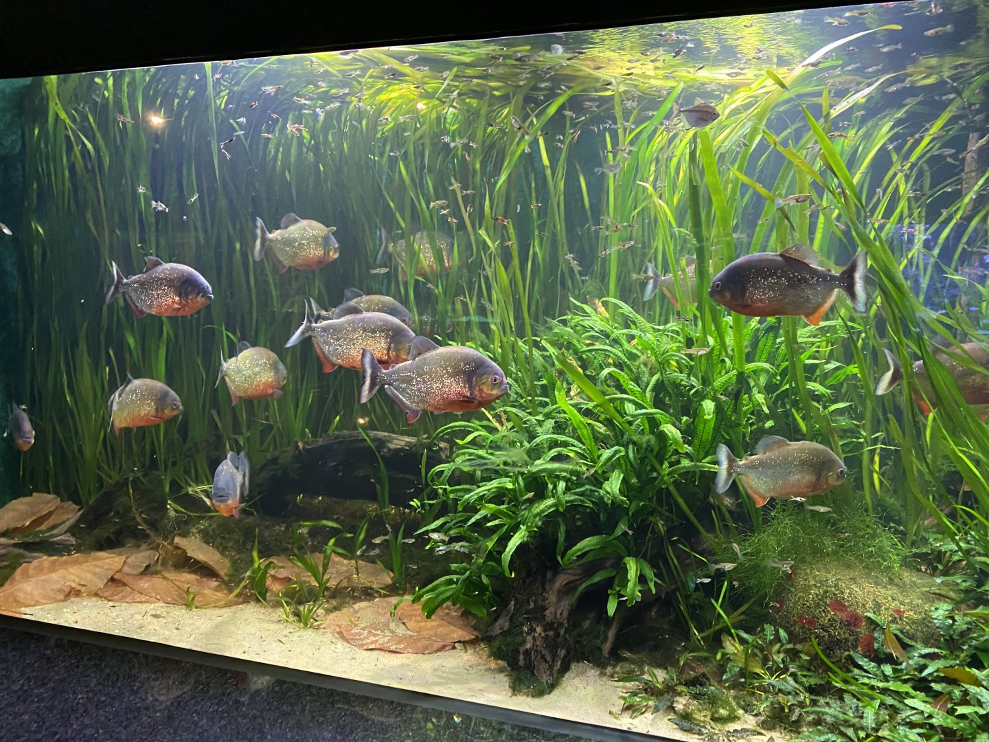 Aquarium - piranha exhibit 011219