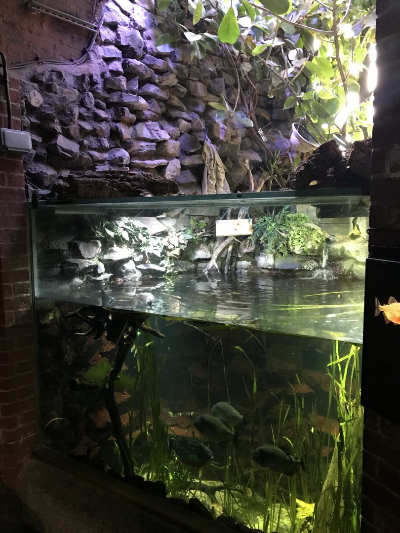 Aquarium - Piranha exhibit 261018