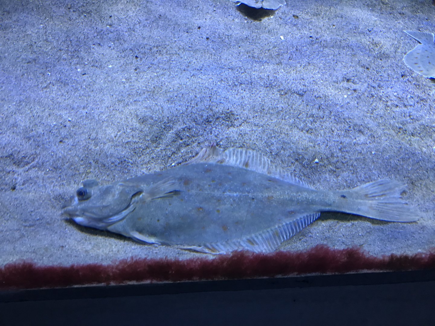 Aquarium - plaice 011218