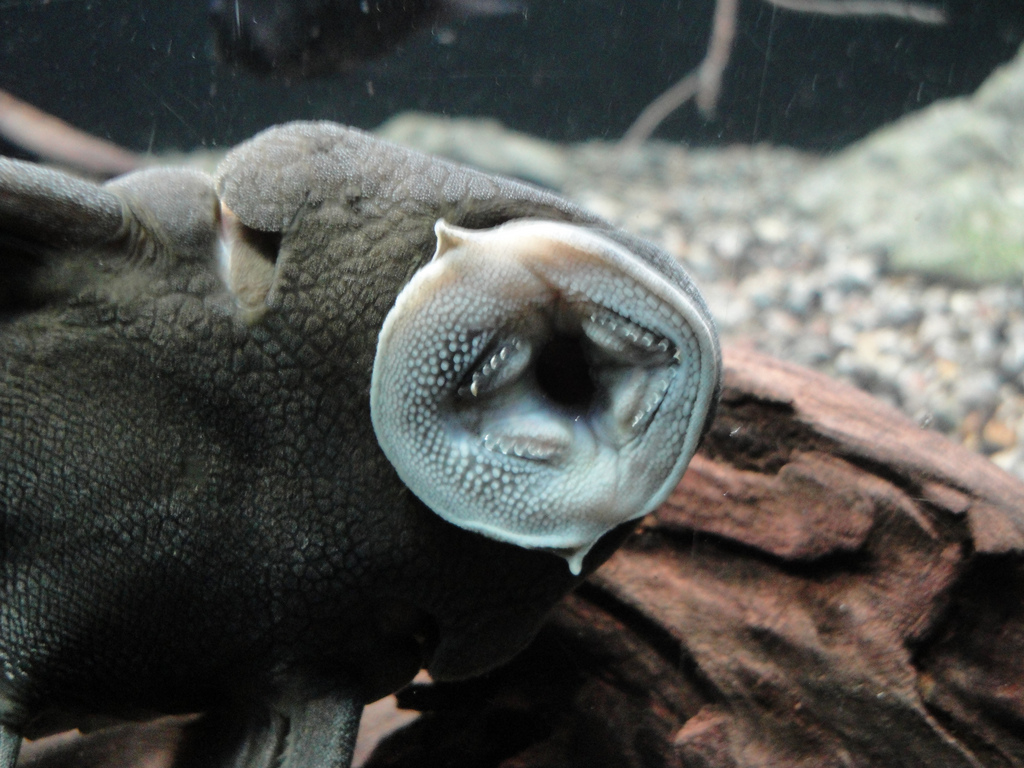 Aquarium - Plecostomus