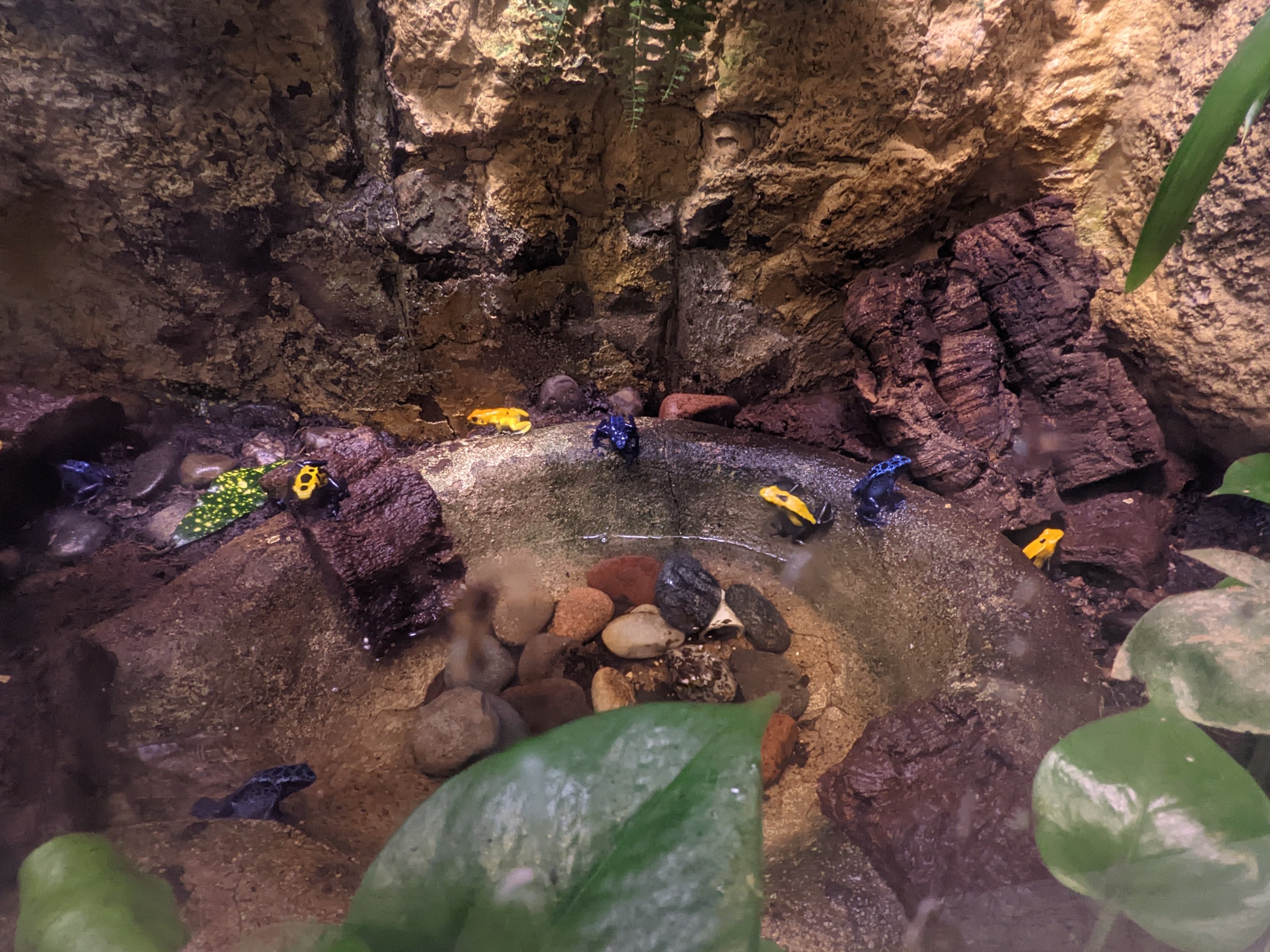 Aquarium - poison frogs
