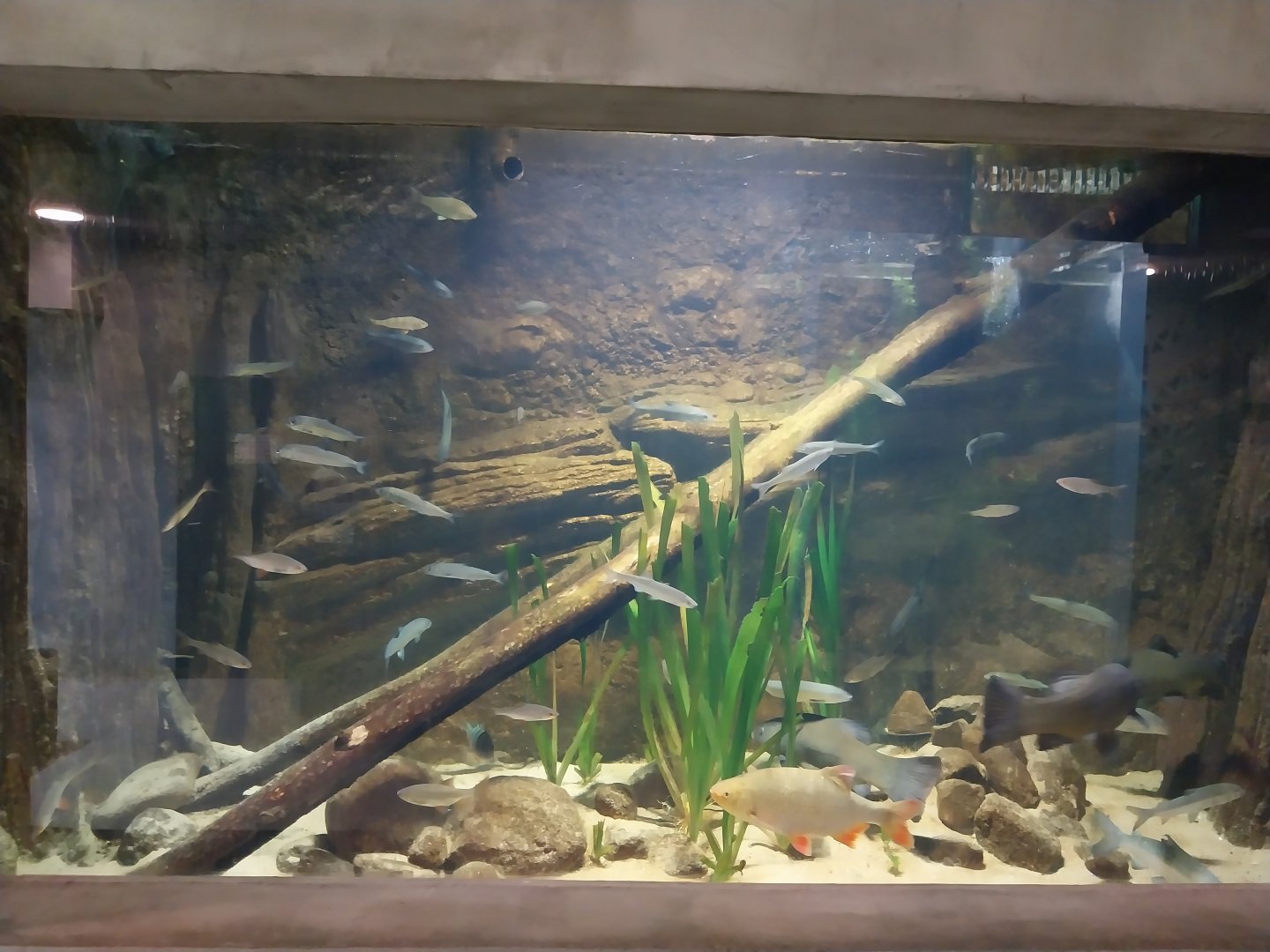 Aquarium - Polish Native Fish