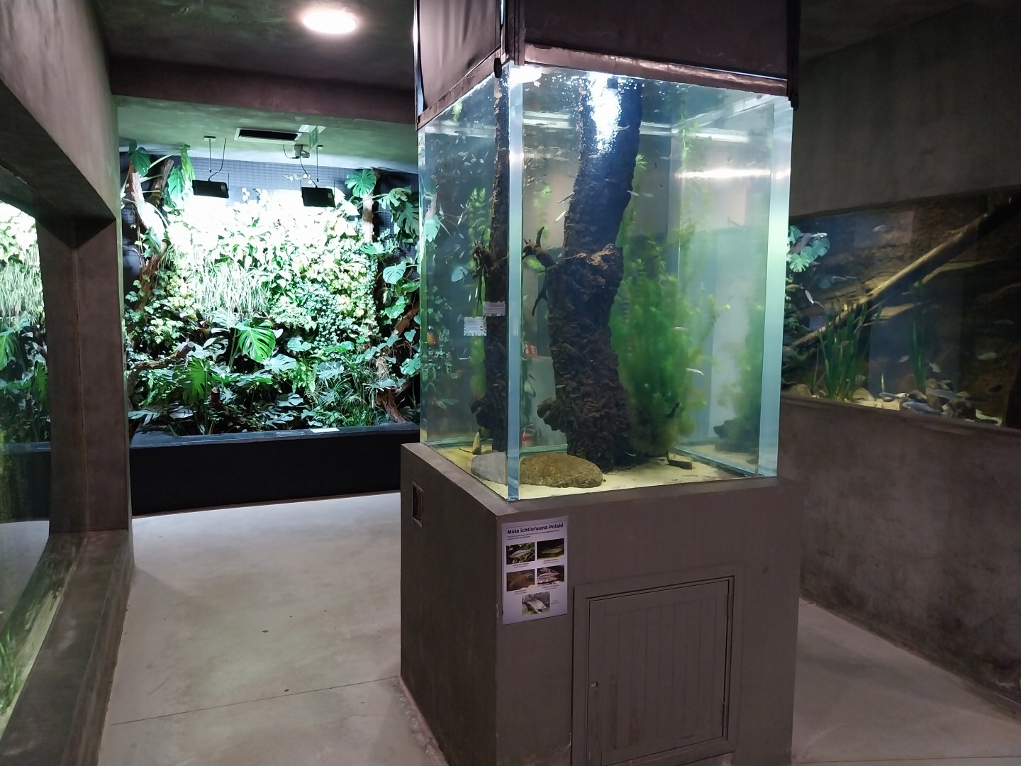 Aquarium - Polish Native Fish