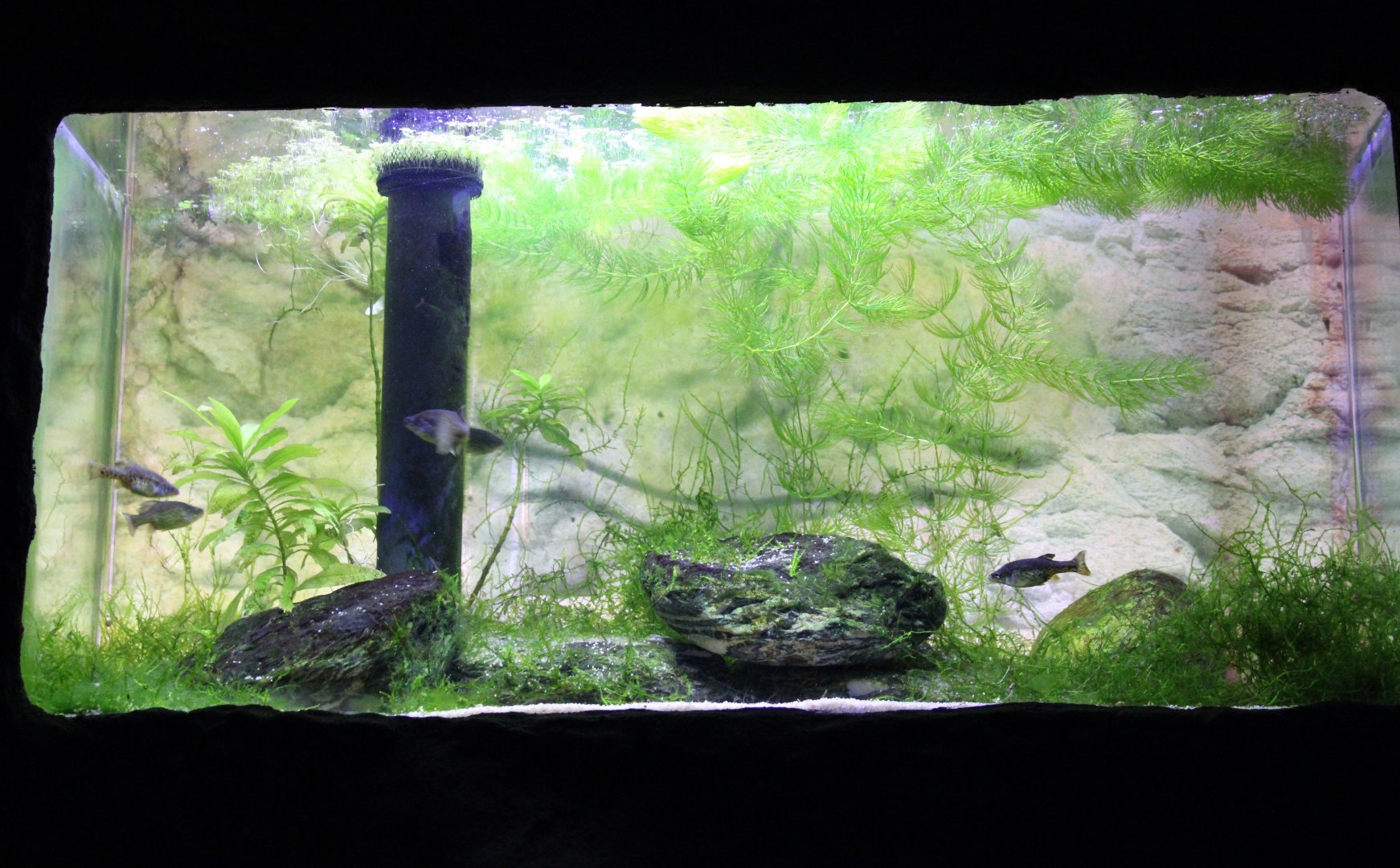 Aquarium Polka-dot splitfin - Chapalichthys pardalis