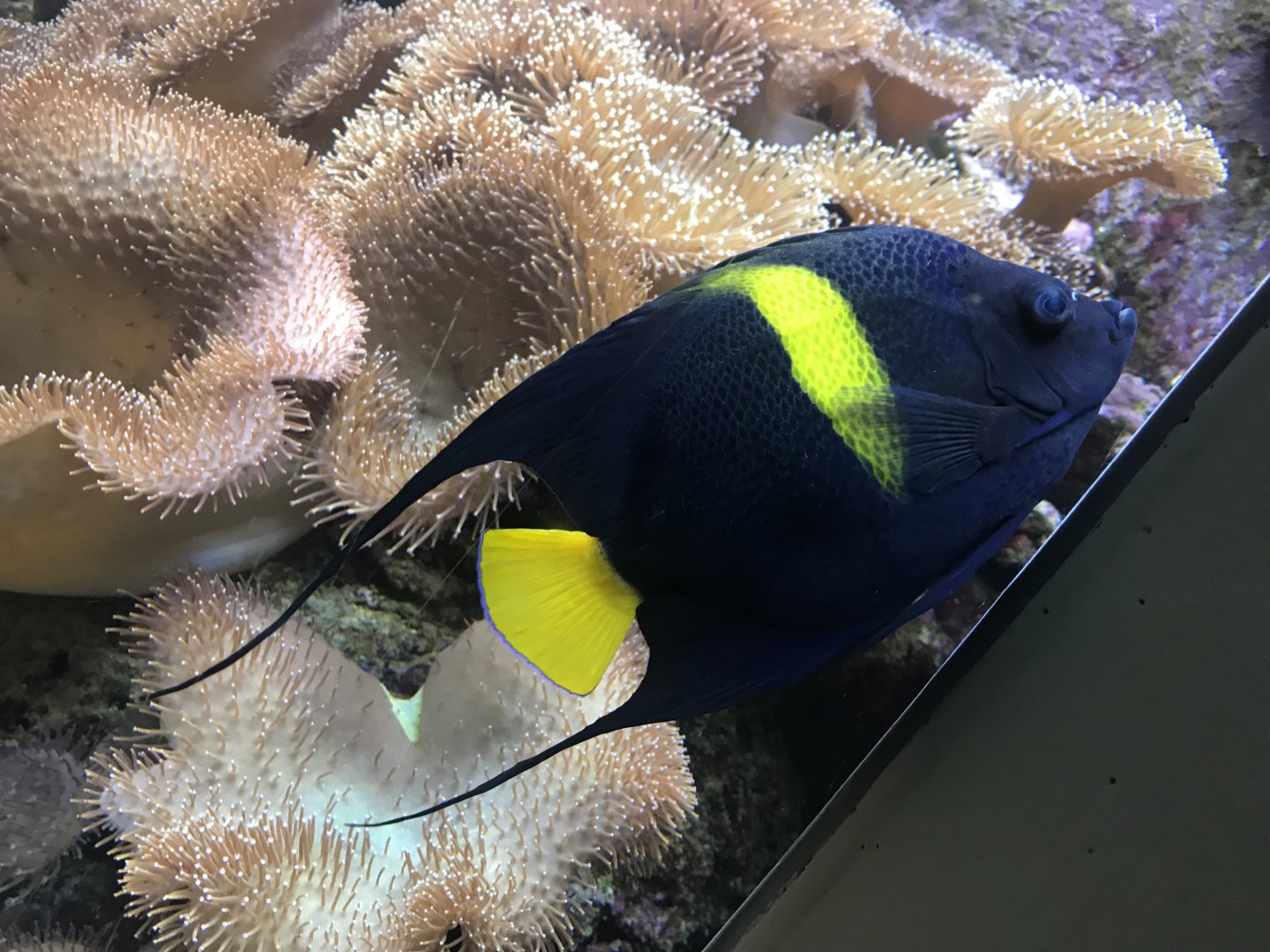 Aquarium - Pomacanthus asfur 011218