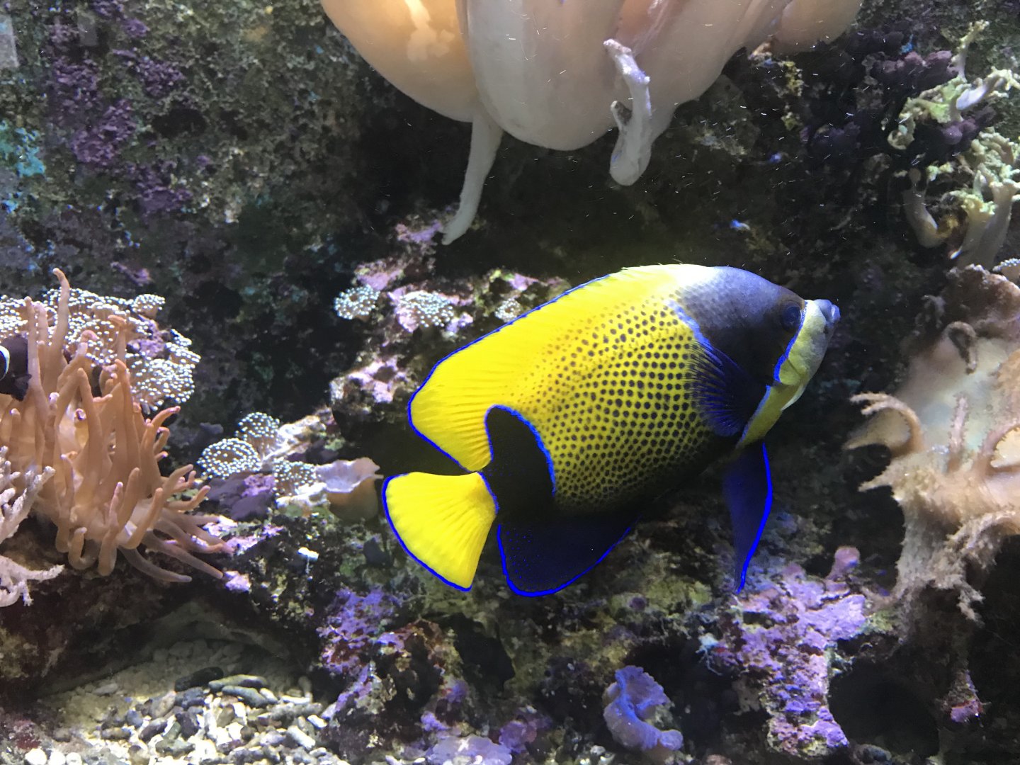 Aquarium - Pomacanthus navarchus 011218