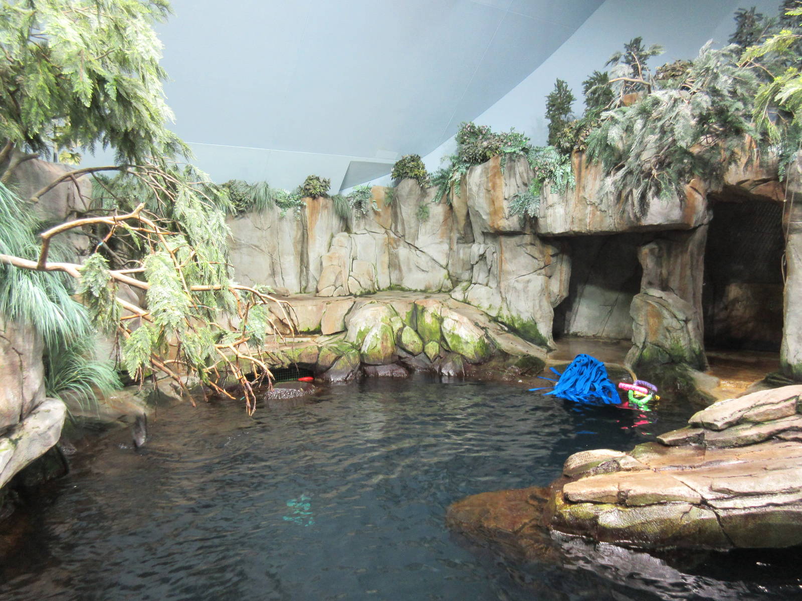 Aquarium Pyramid - California Sea Lion/Harbour Seal/Northern Fur Seal Exhib