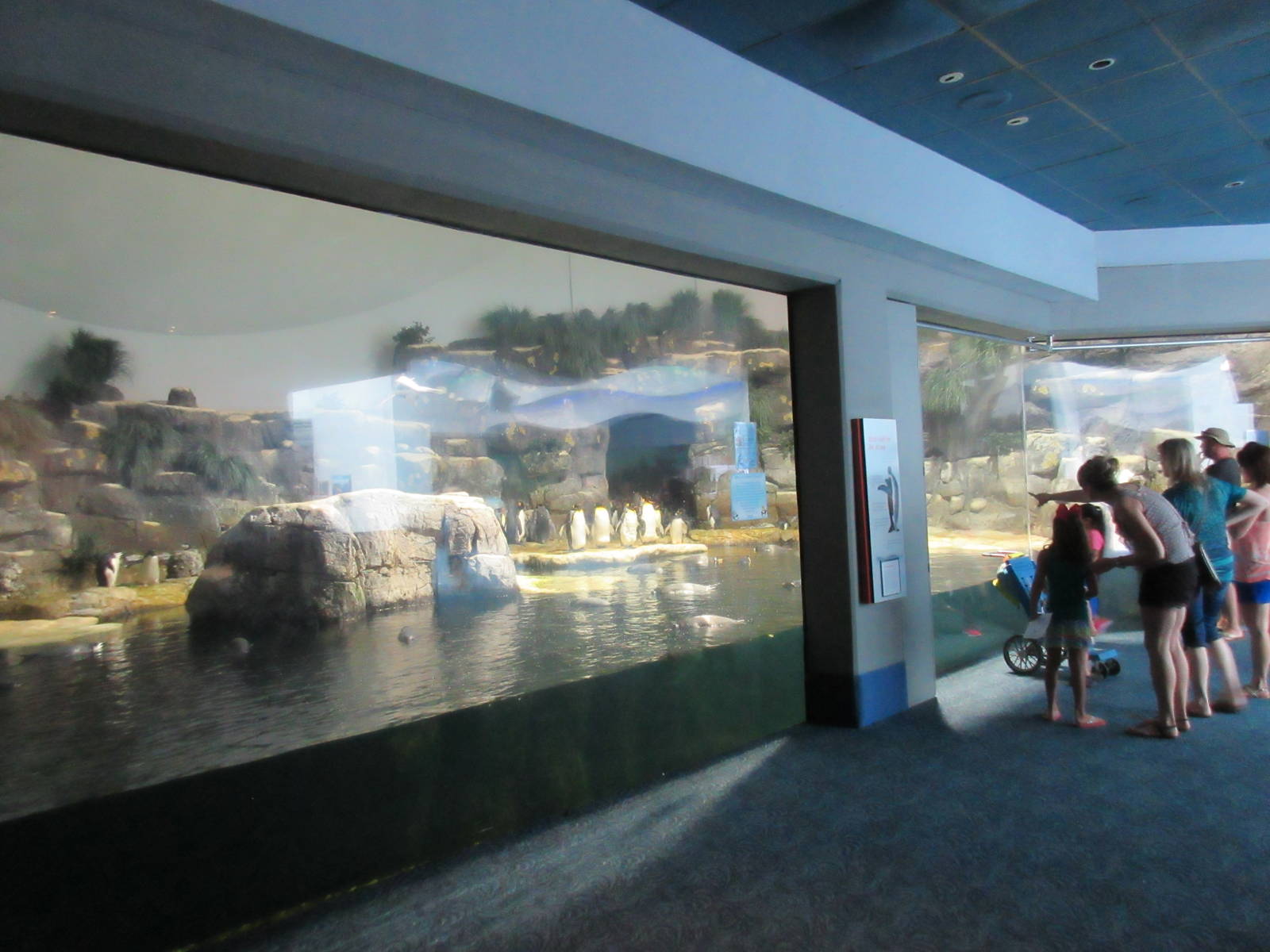 Aquarium Pyramid - Penguin Exhibit (5 species) - with a incredible two-stor