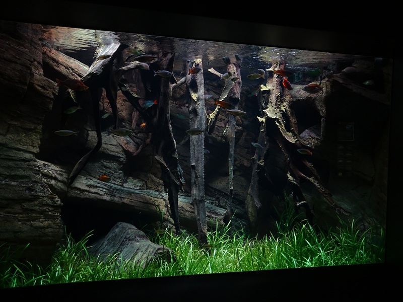 Aquarium: Rainbow fish tank (species list in comments)