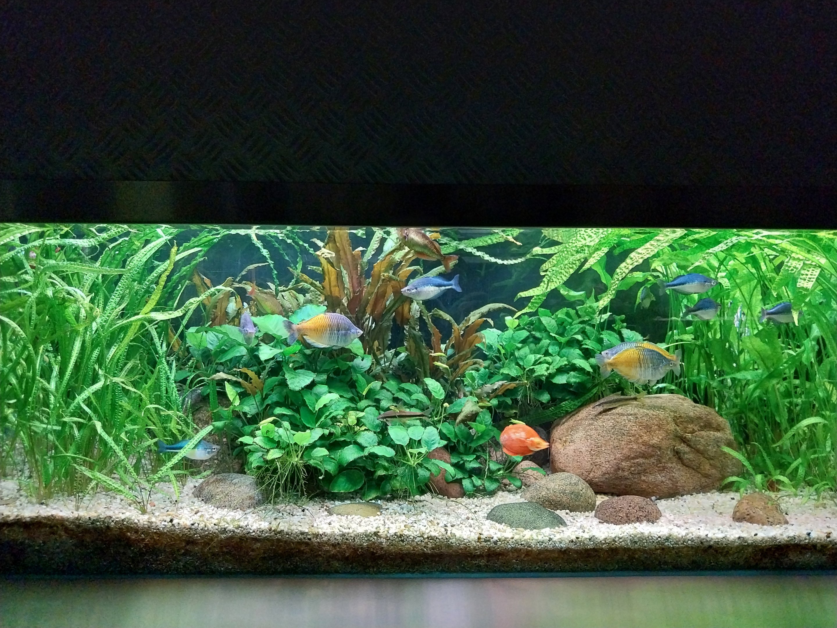 Aquarium - Rainbow fish