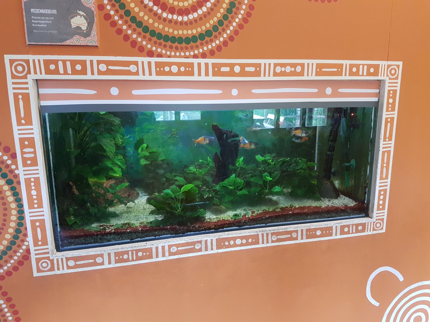 Aquarium Rainbowfish