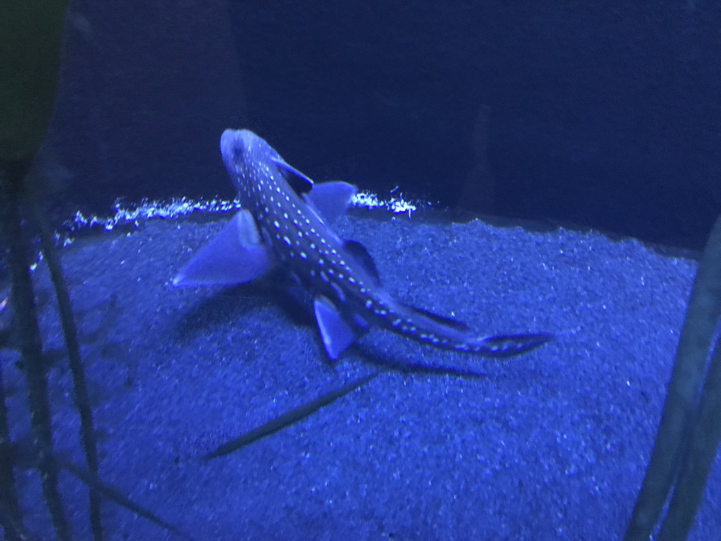 Aquarium - Ratfish 011218