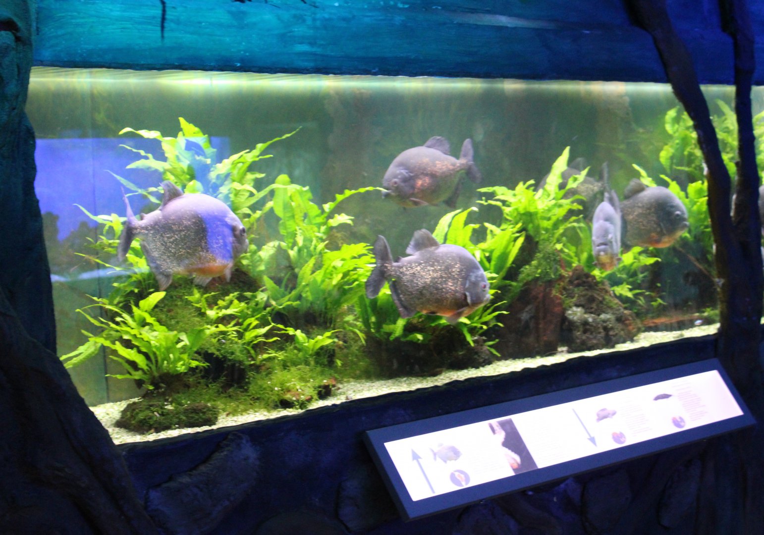 Aquarium Red-bellied piranha