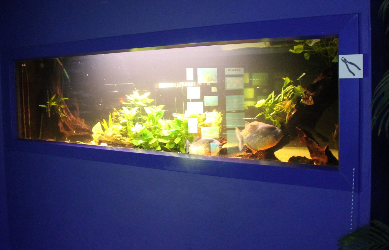 Aquarium Red bellied-piranhas