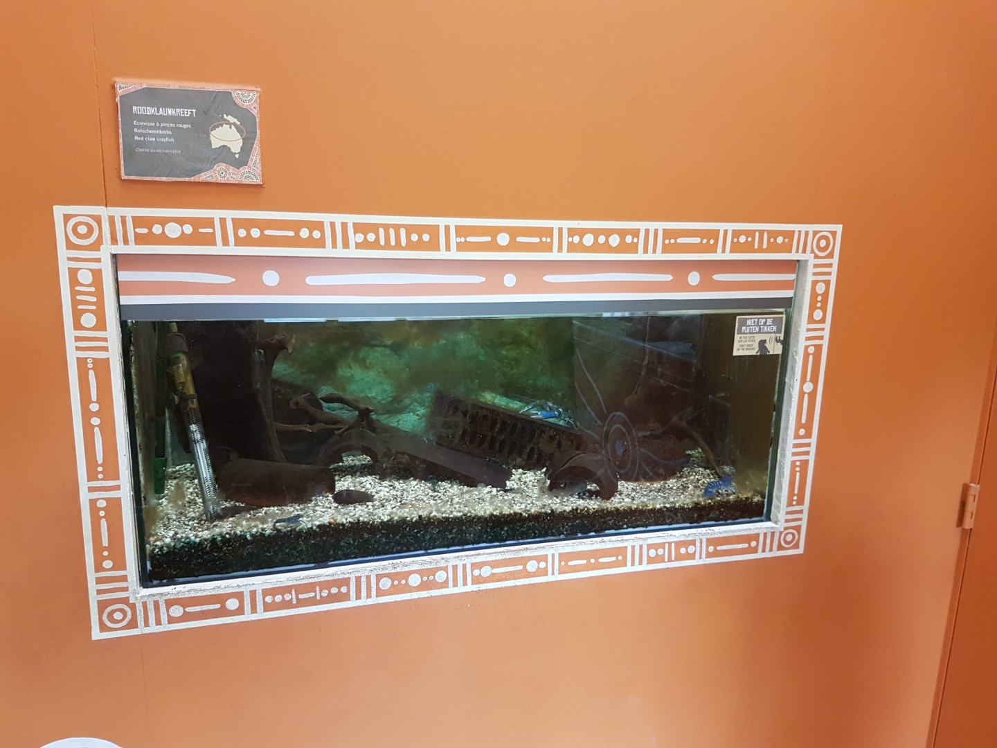 Aquarium Red-clawed crayfish