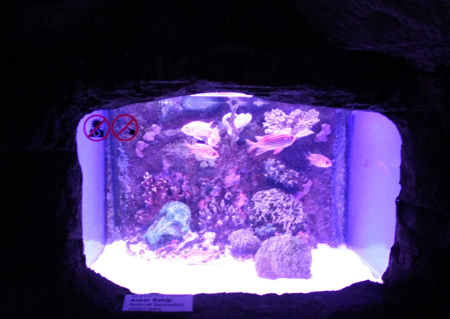 Aquarium Redcoat squirrelfish