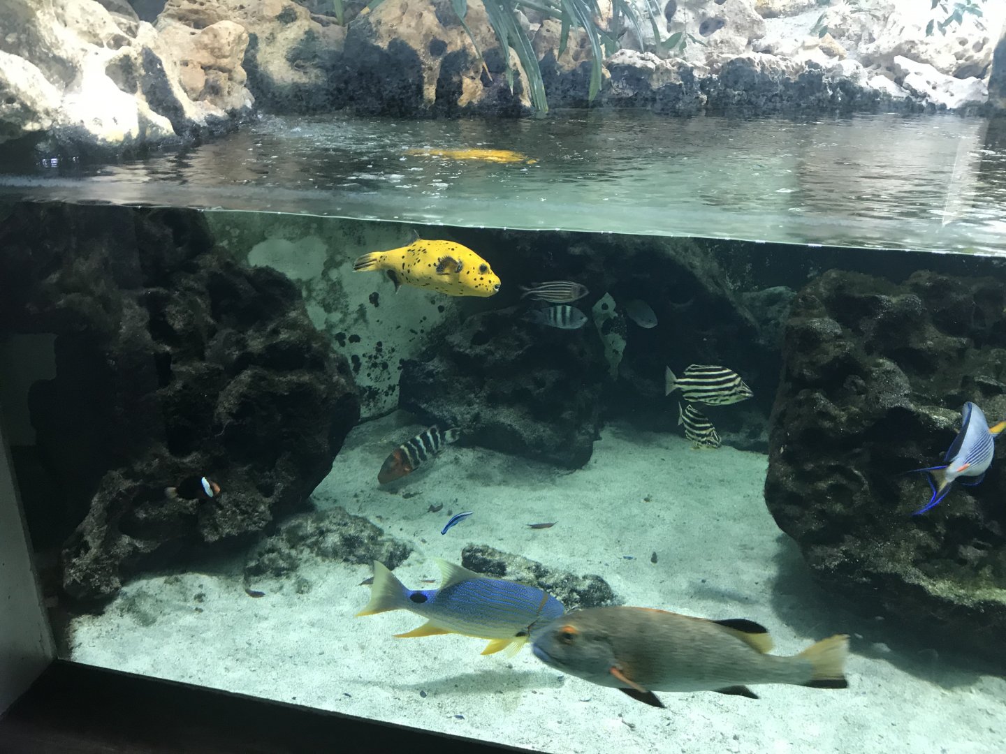 Aquarium - reef tank 011218