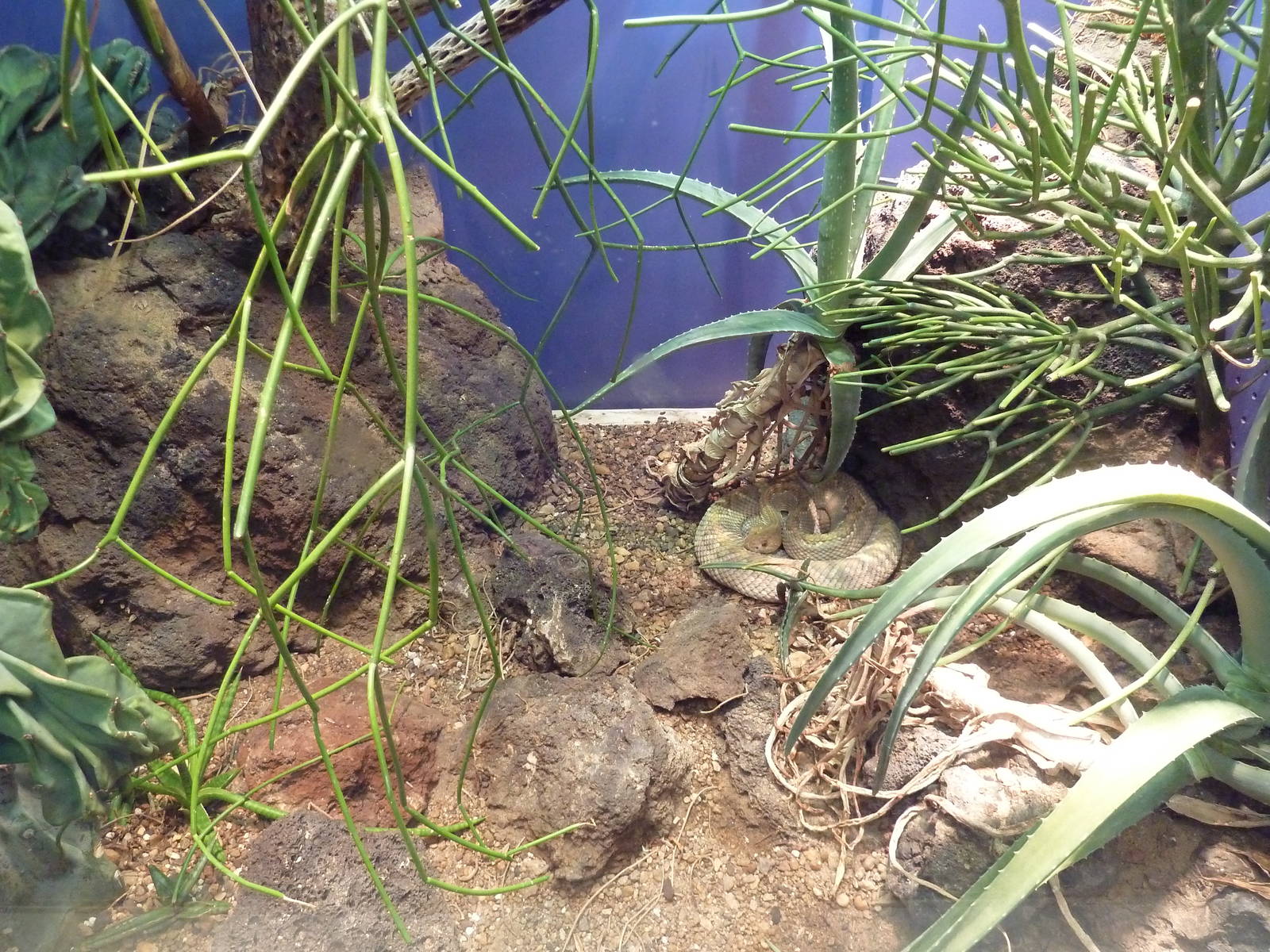 Aquarium/Reptile Complex - Aruba Island Rattlesnake Exhibit