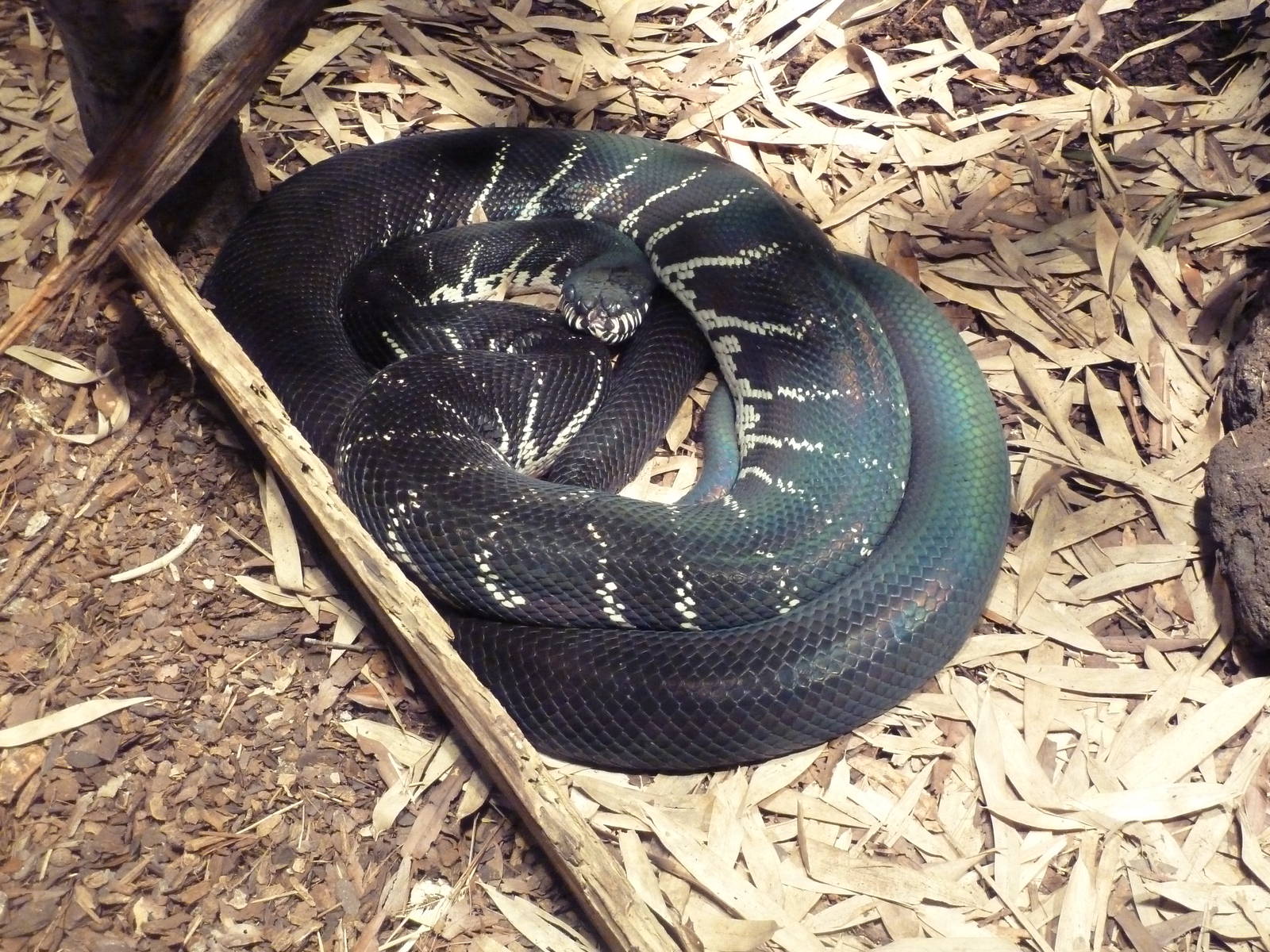 Aquarium/Reptile Complex - Boelen's Python