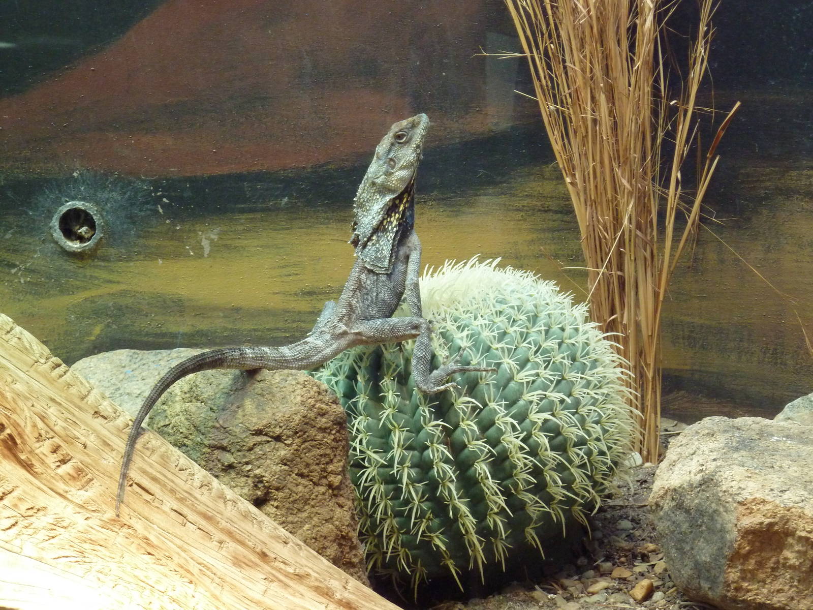 Aquarium/Reptile Complex - Frilled Lizard