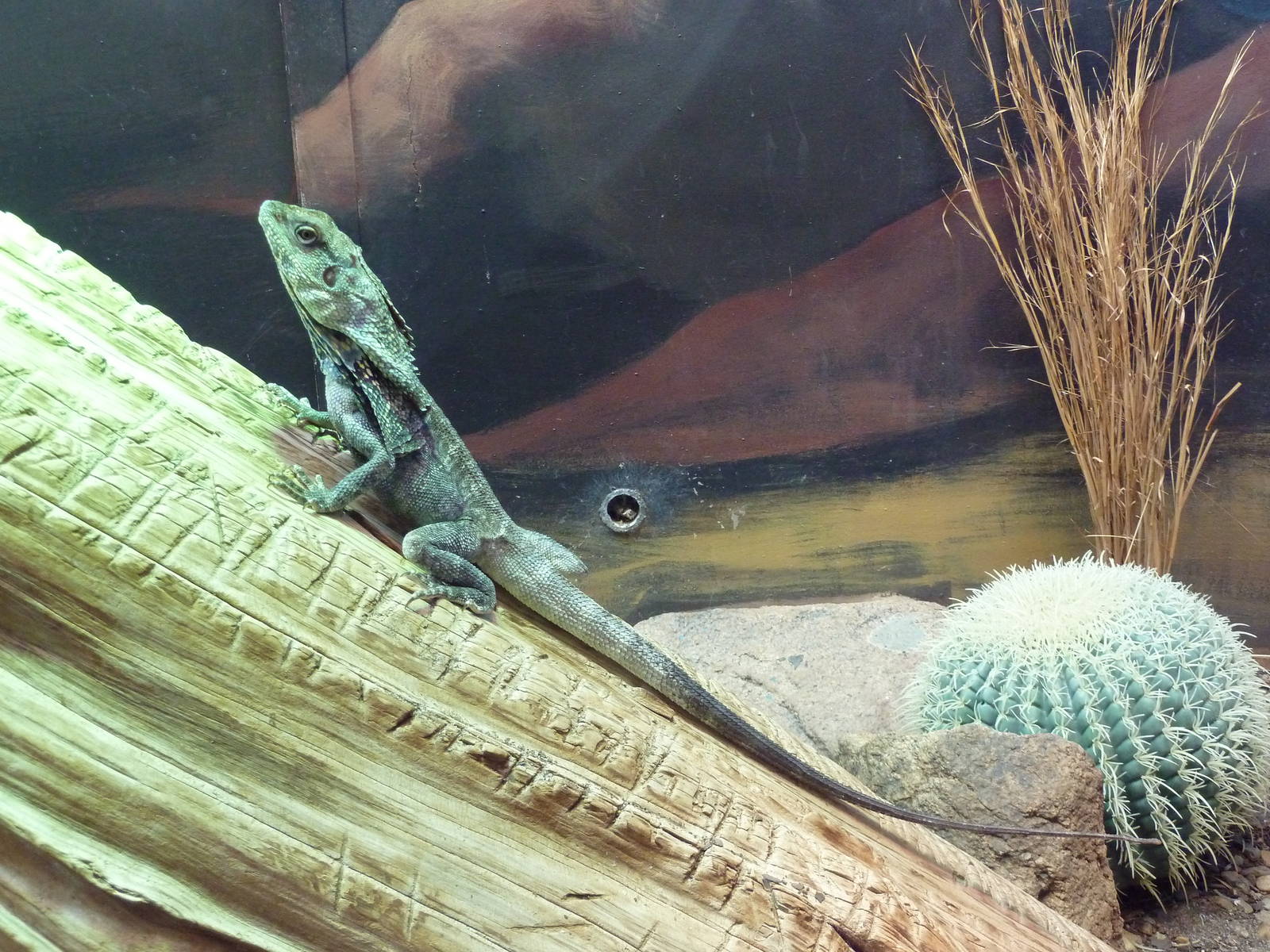 Aquarium/Reptile Complex - Frilled Lizard