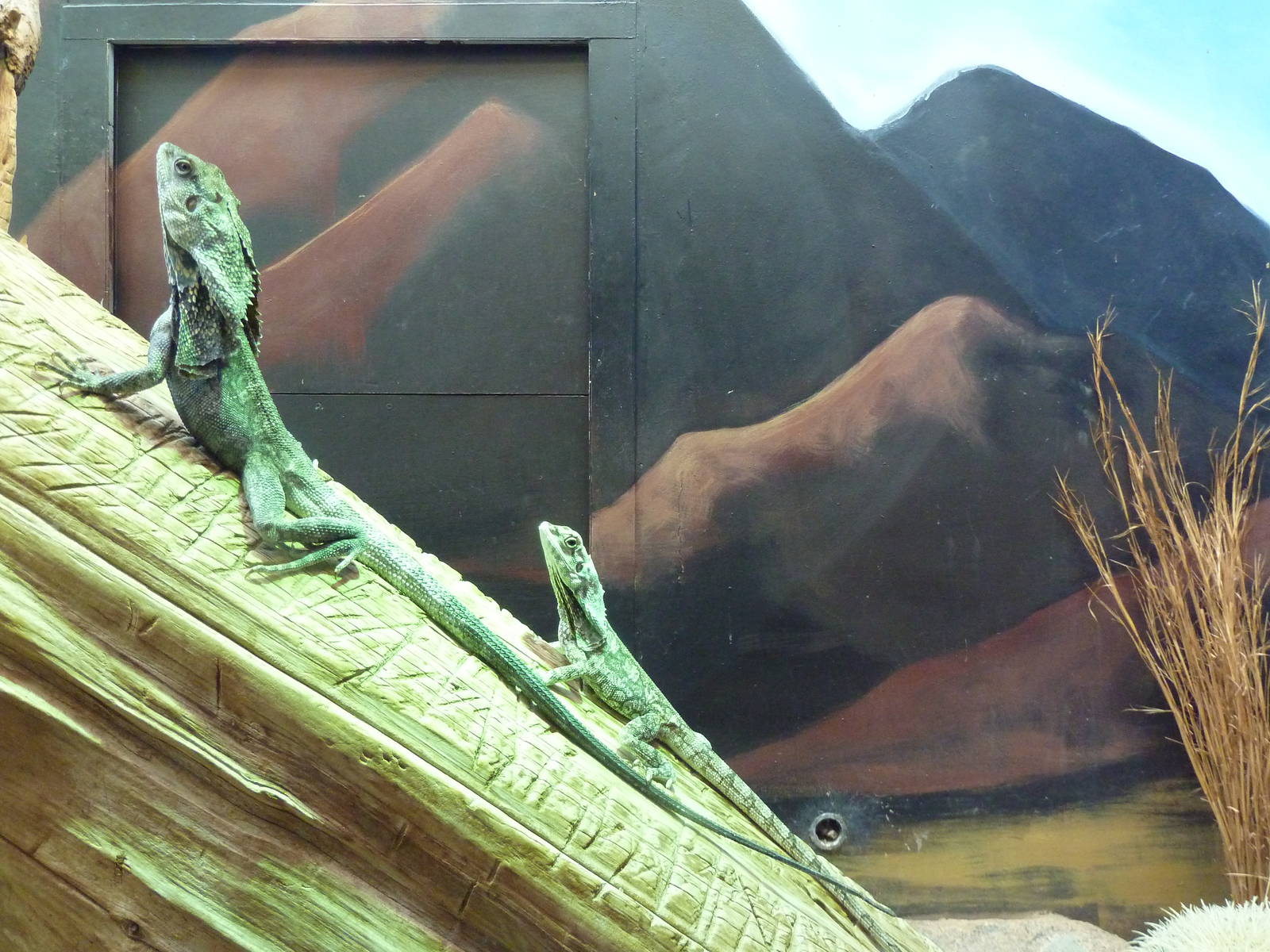 Aquarium/Reptile Complex - Frilled Lizard