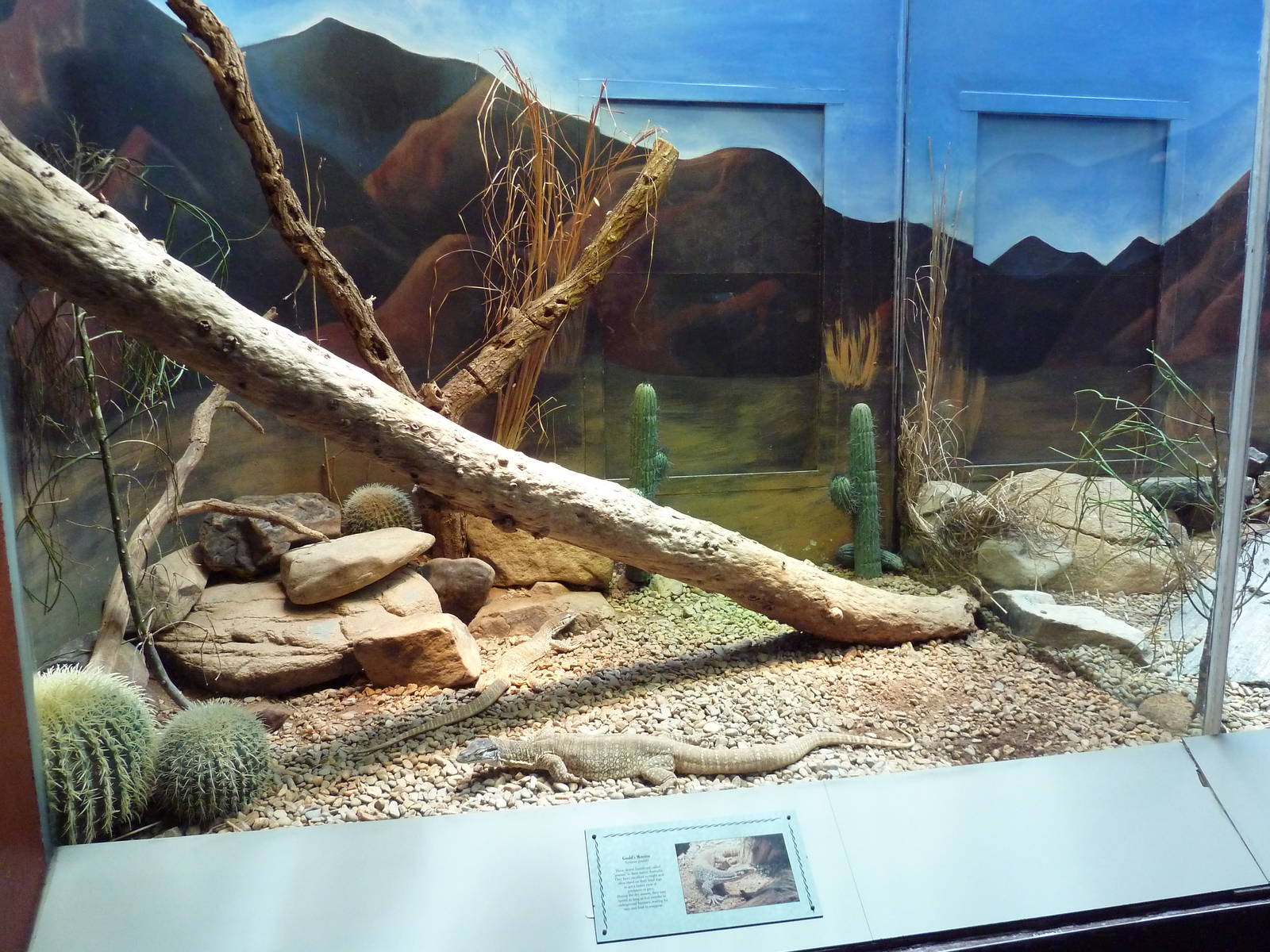 Aquarium/Reptile Complex - Gould's Monitor Exhibit