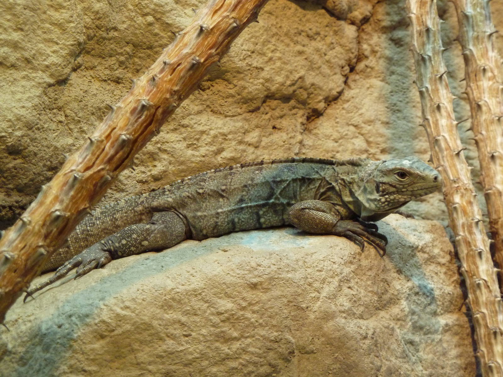 Aquarium/Reptile Complex - Grand Cayman Blue Iguana