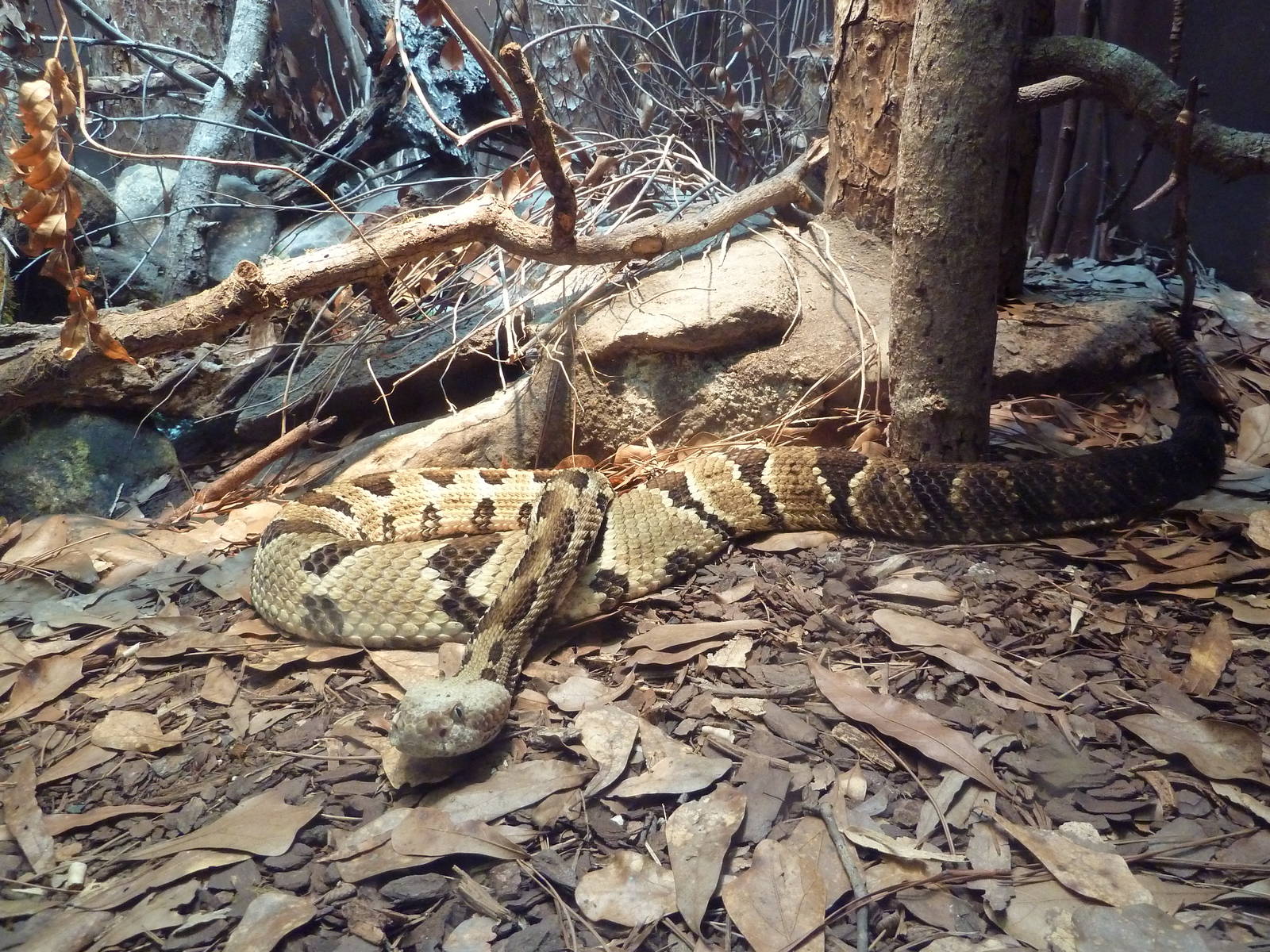 Aquarium/Reptile Complex - Timber Rattlesnake
