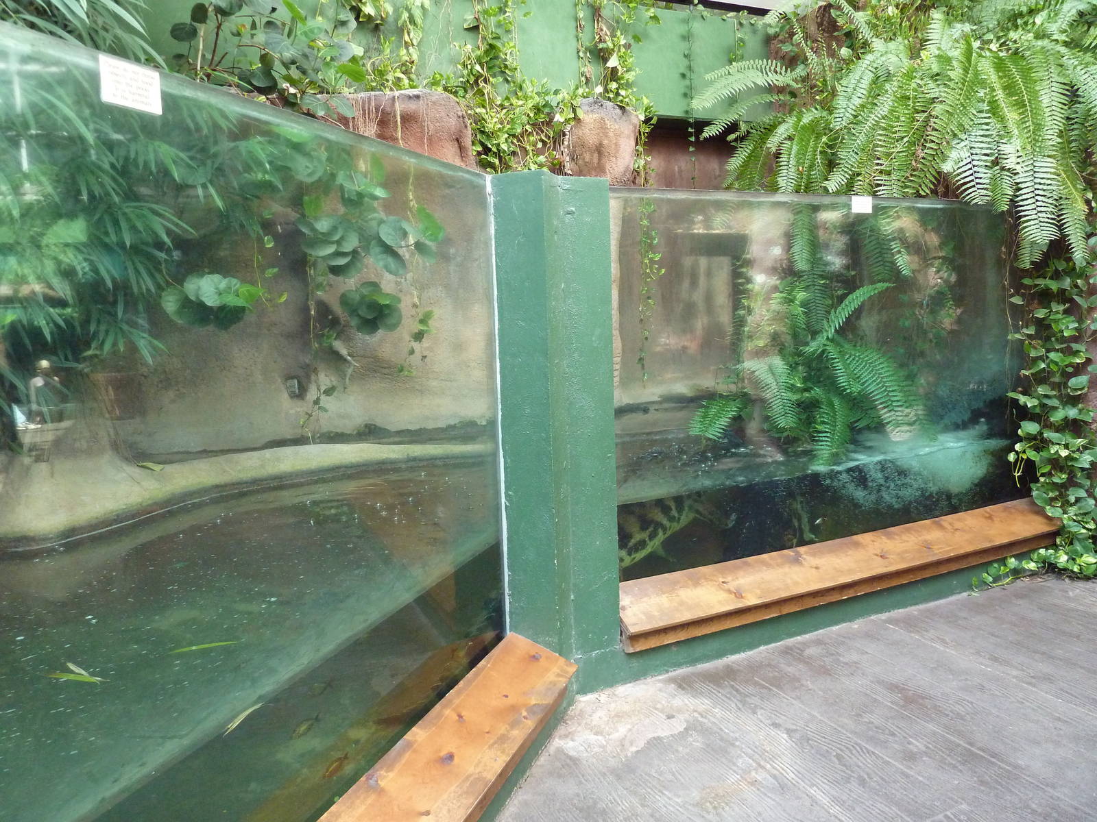 Aquarium/Reptile Complex - Tomistoma Exhibit